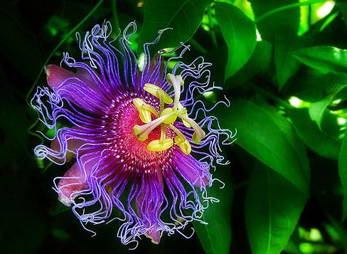 Passion Flower