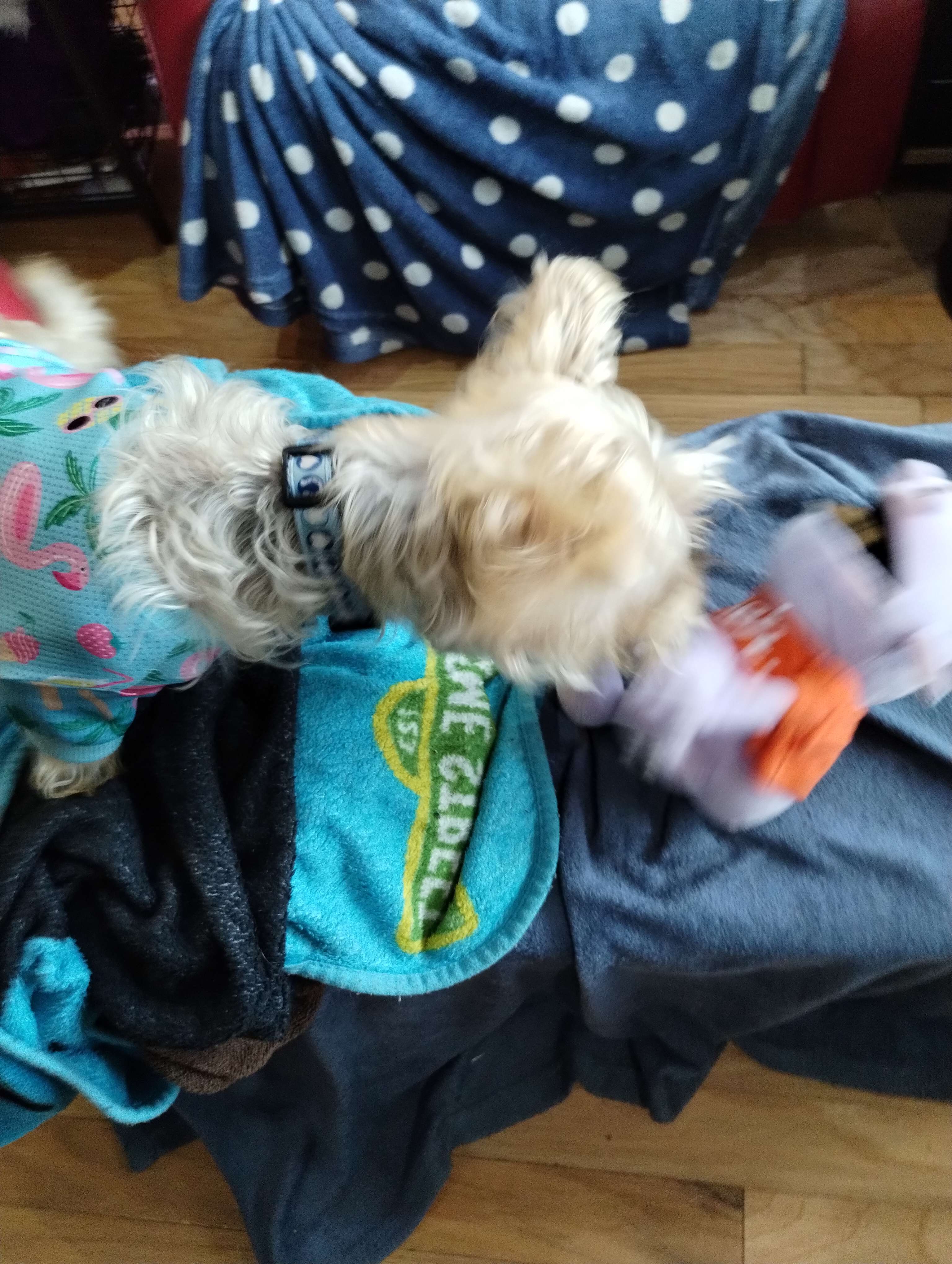 Motion blurred Irk under a fluffy yorkie llasa apso dog in pajamas