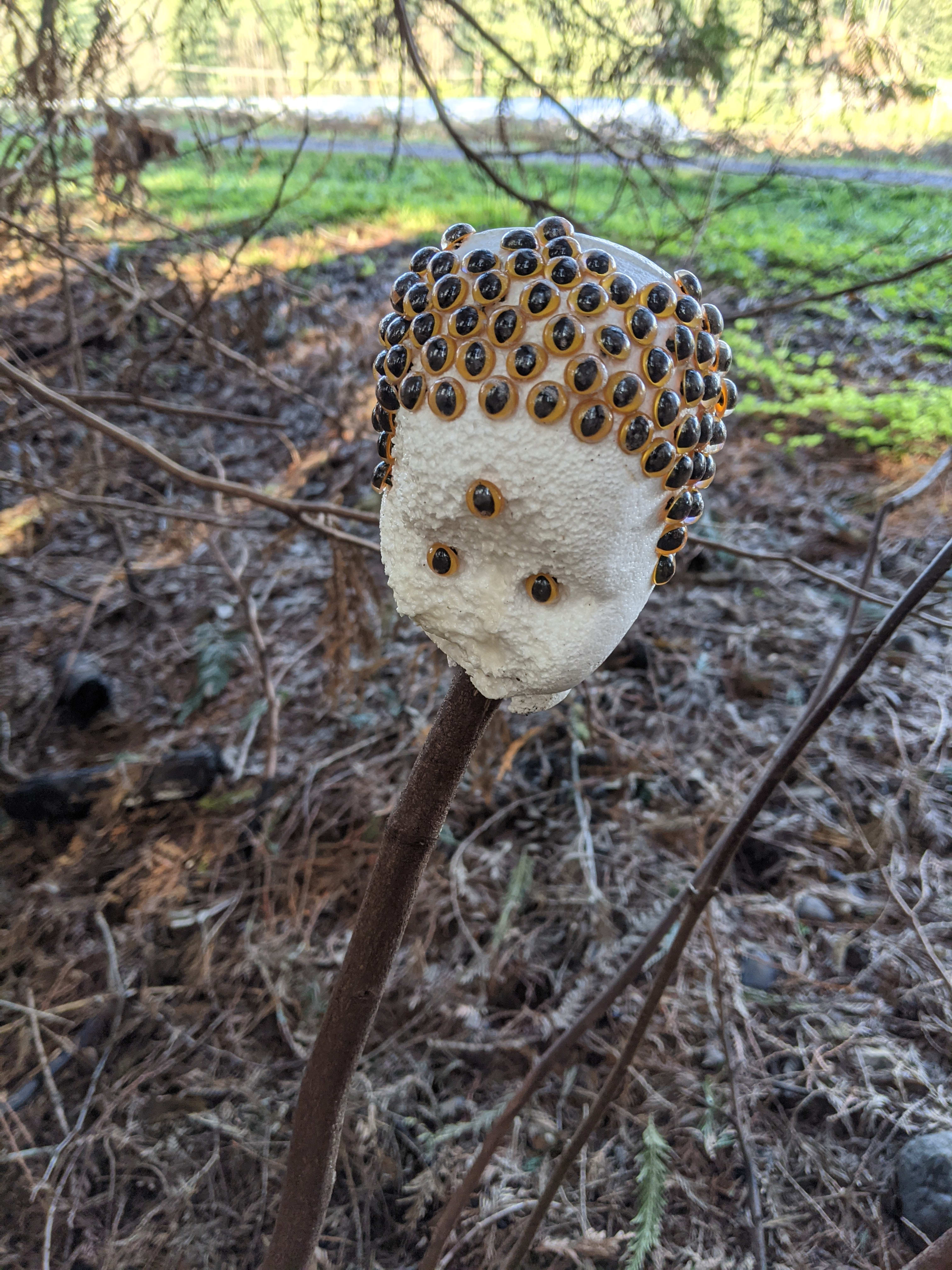 I found this Styrofoam baby head on a walk in the woods.