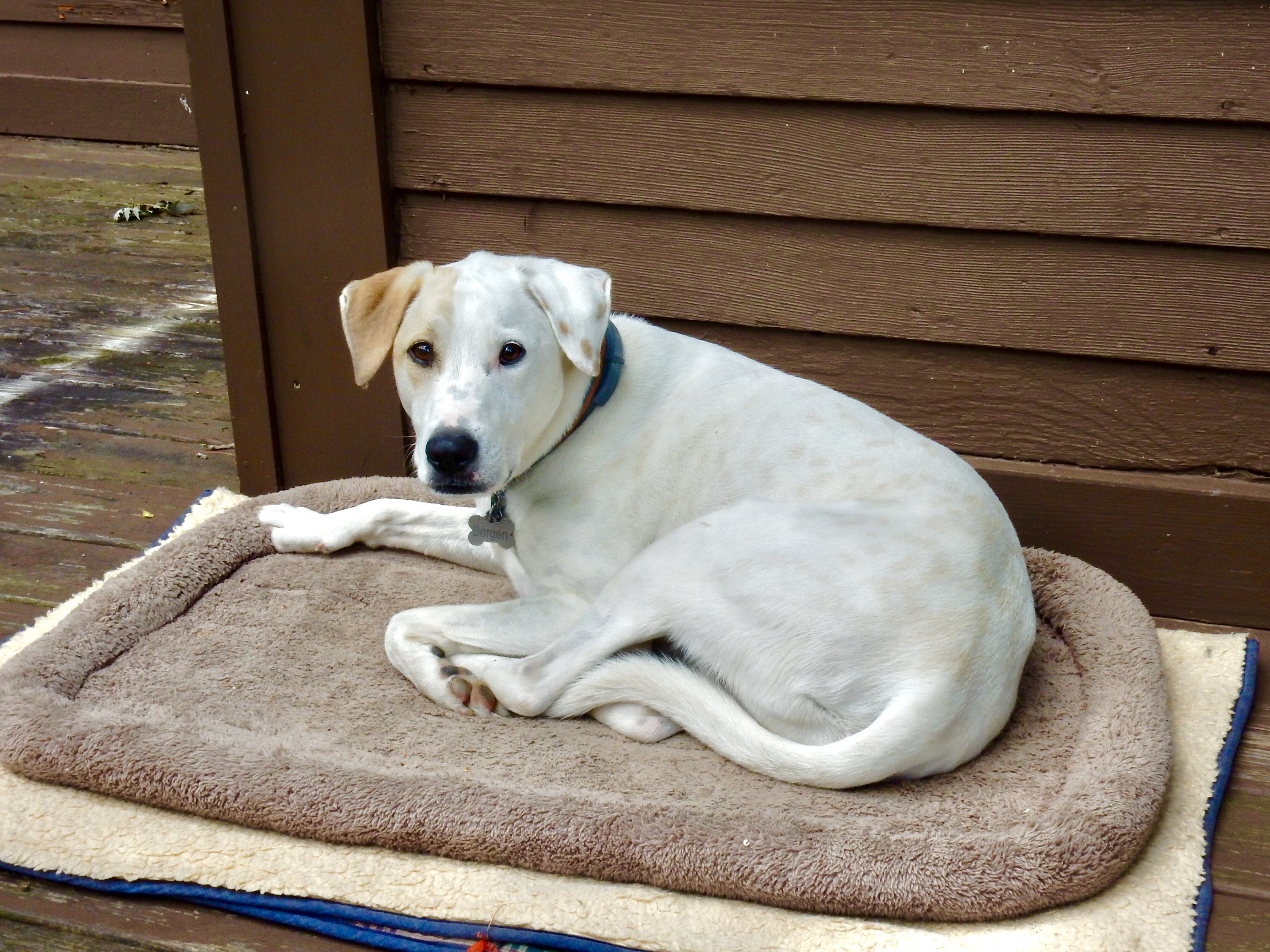 Rescue dog from Puerto Rico. (He came to me at age 4 months, 8 years ago.)