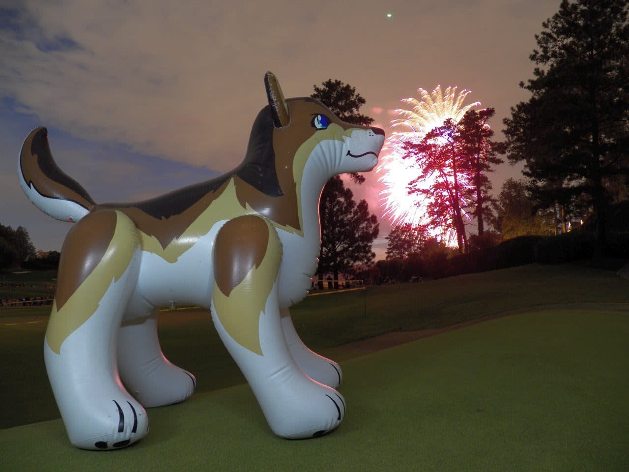 Fenris enjoys the fireworks from the fairway