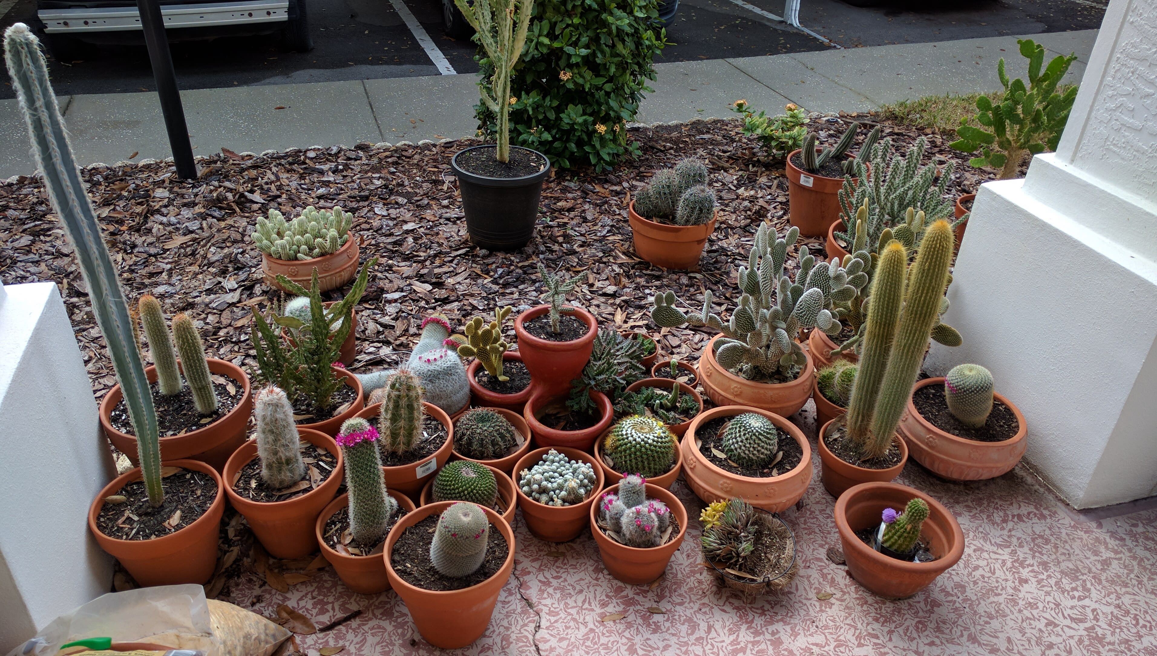 Cacti07