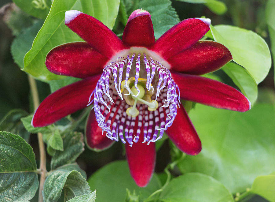 Passion Flower