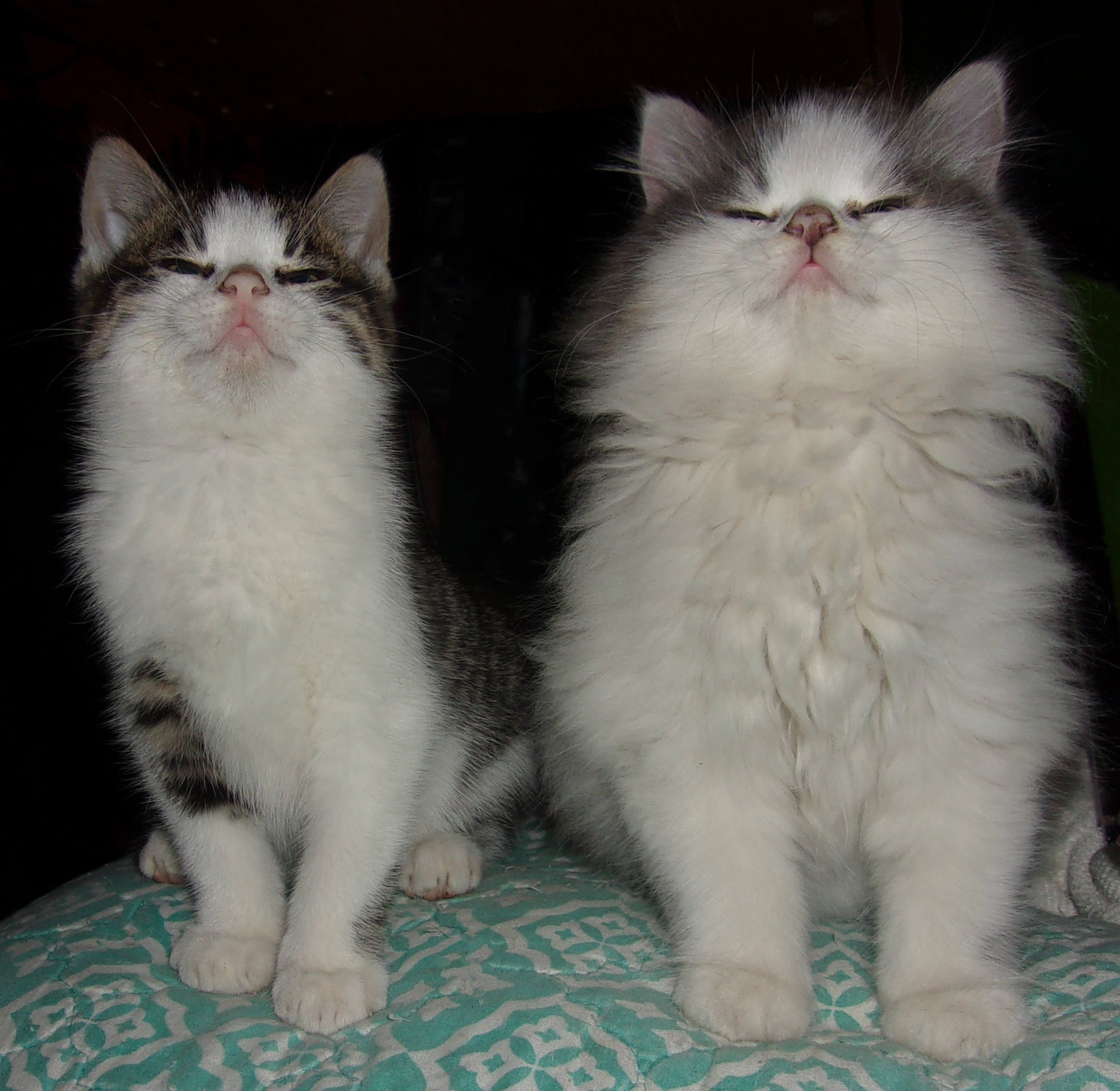 These boys were abandoned by mom:cry:  Now I am mom!