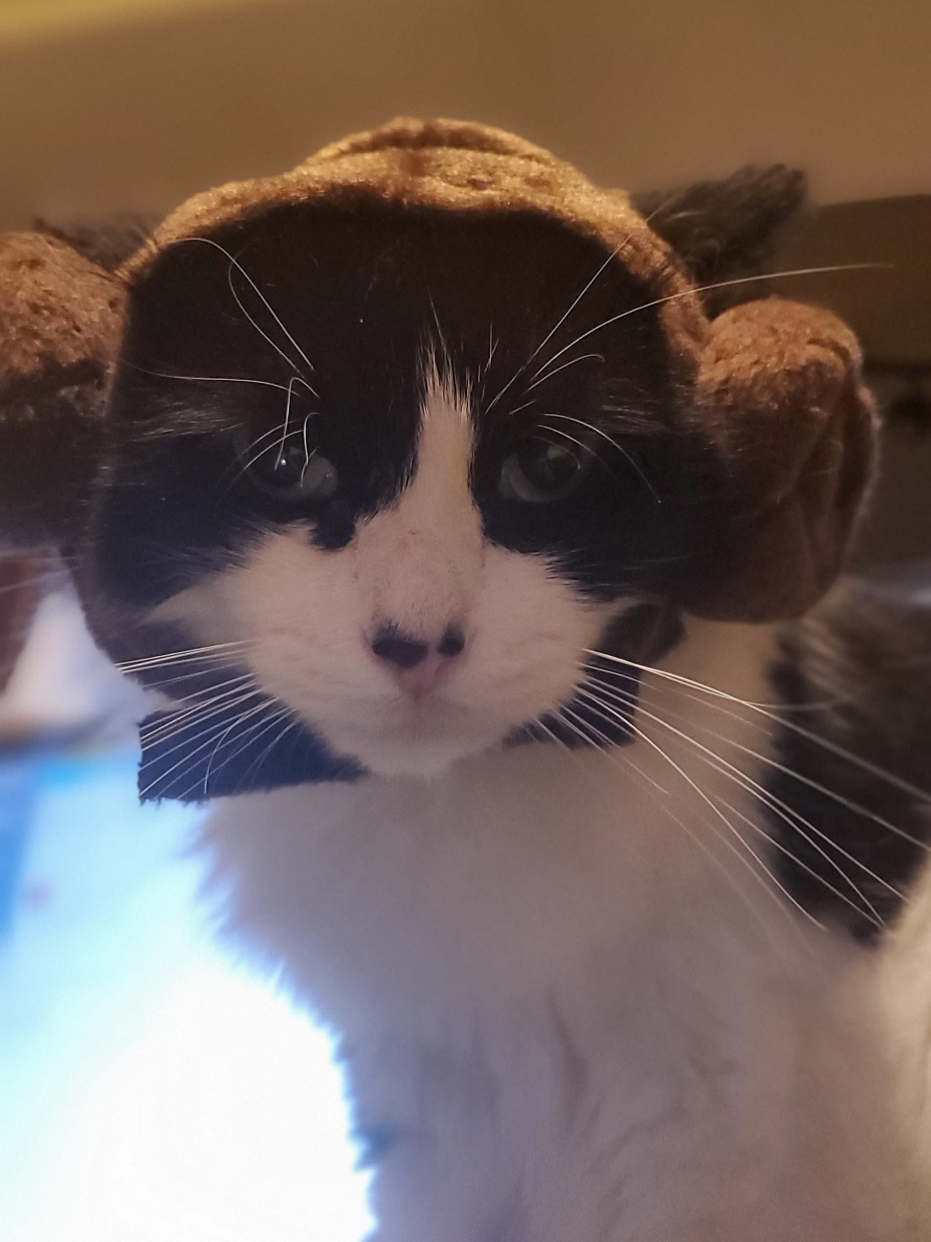 May the 4th Be with you