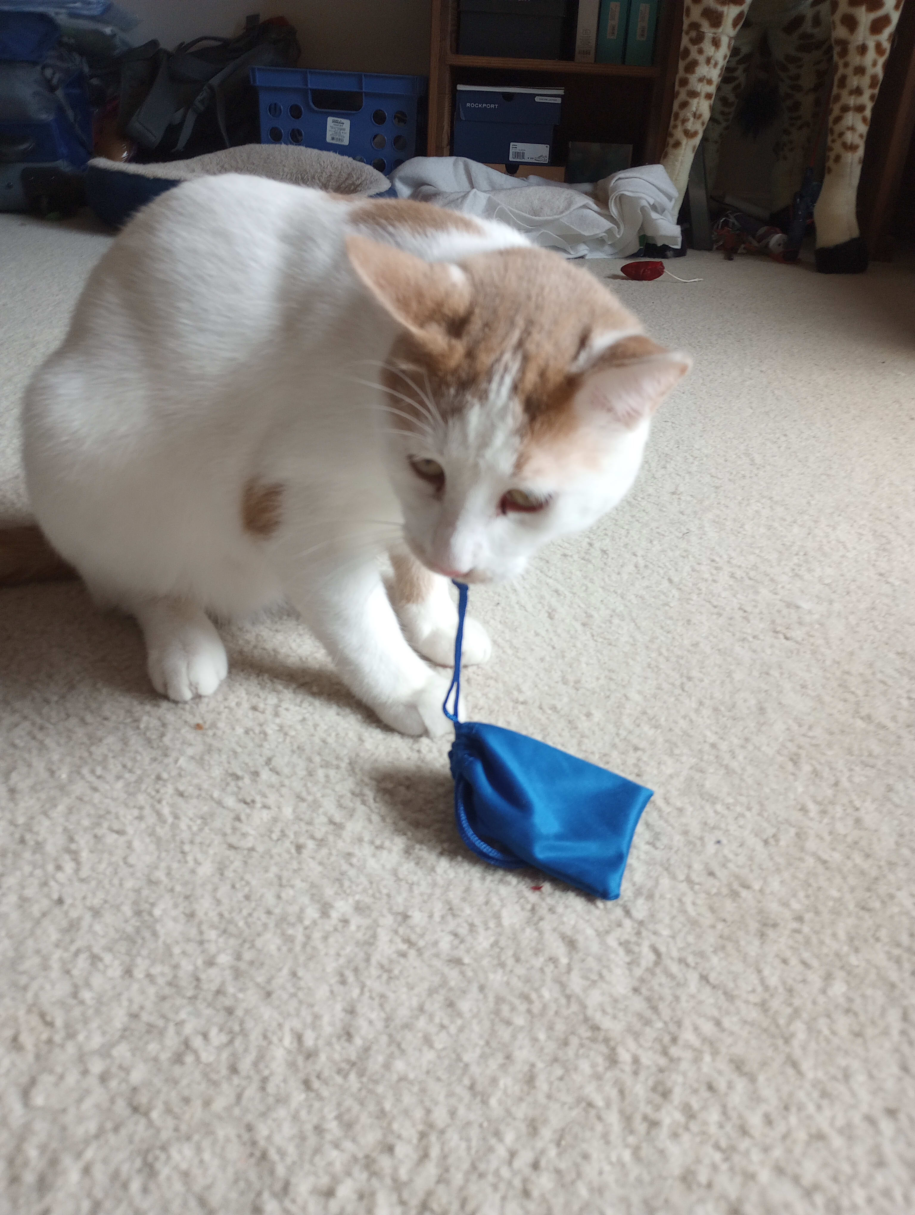 Pixel and his new blue bag/toy