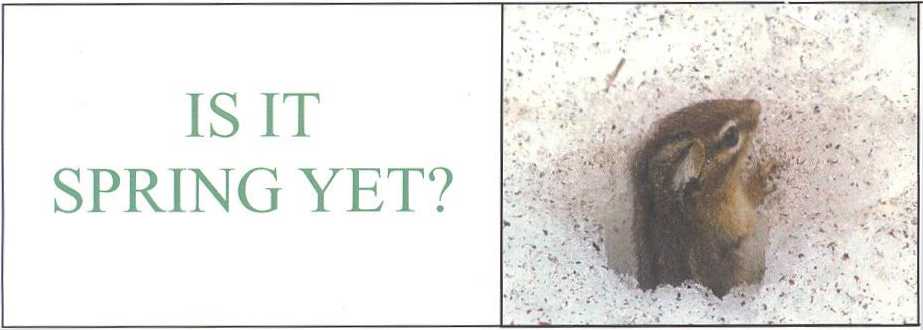 Chipmunk in the snow