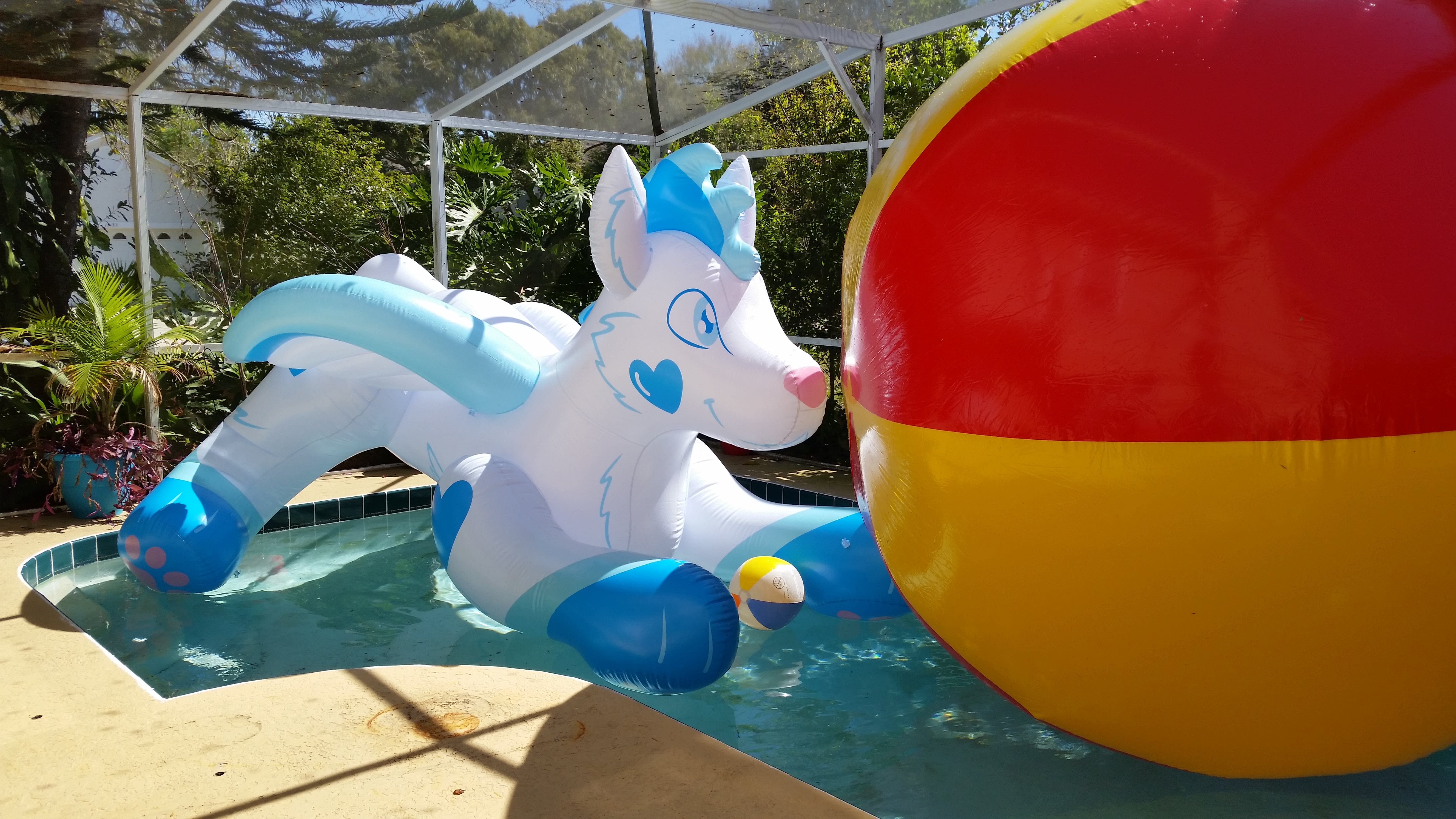 24-inch beach ball for scale. Zephyr the wolf is 16 feet long.