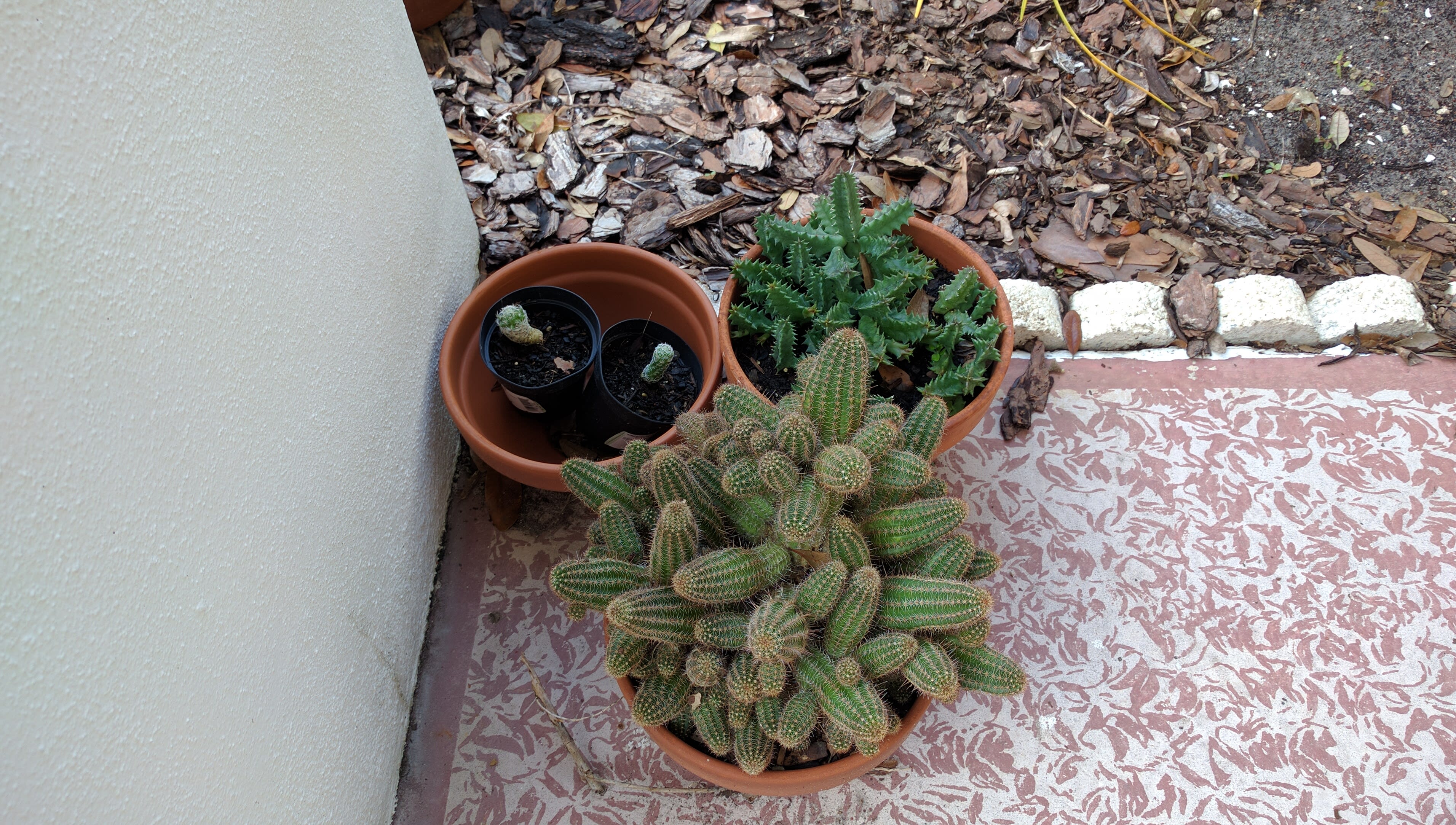 Cacti08