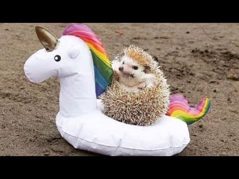 ridiculous-nostalgic-hedgehog