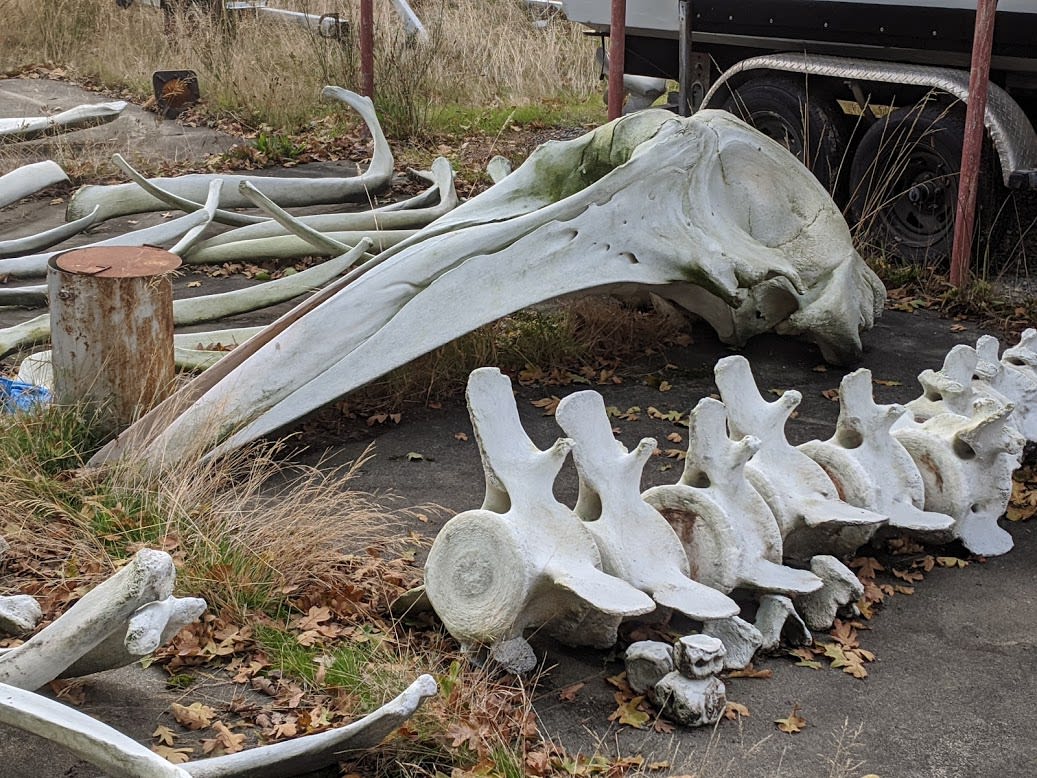 whale bones