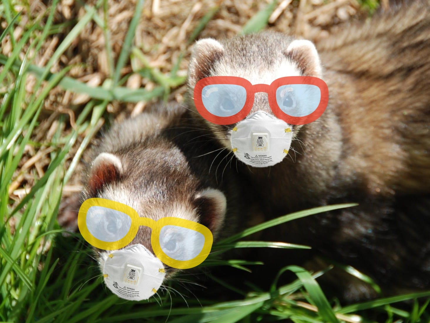 ferrets