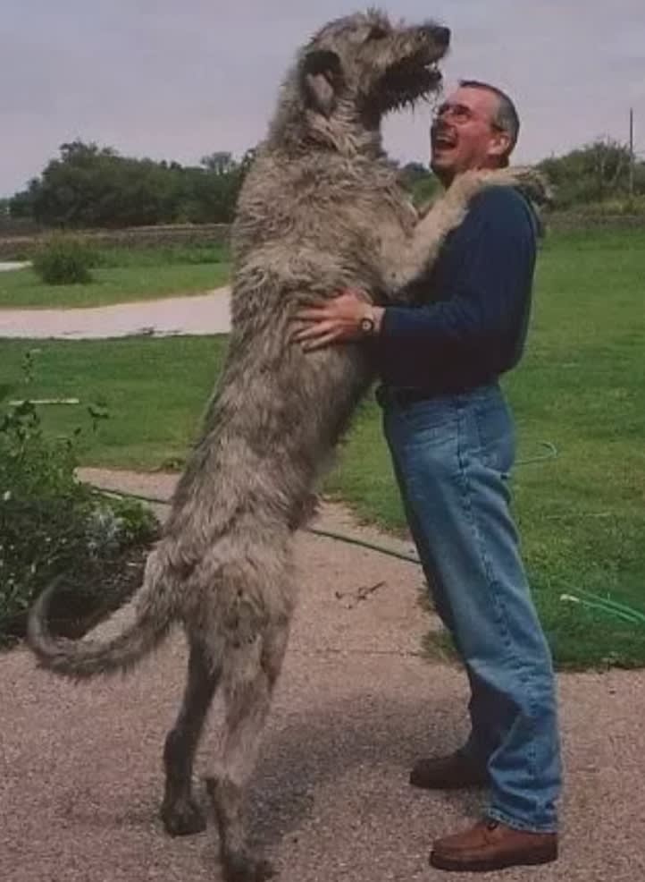 Google search Irish Wolfhound
