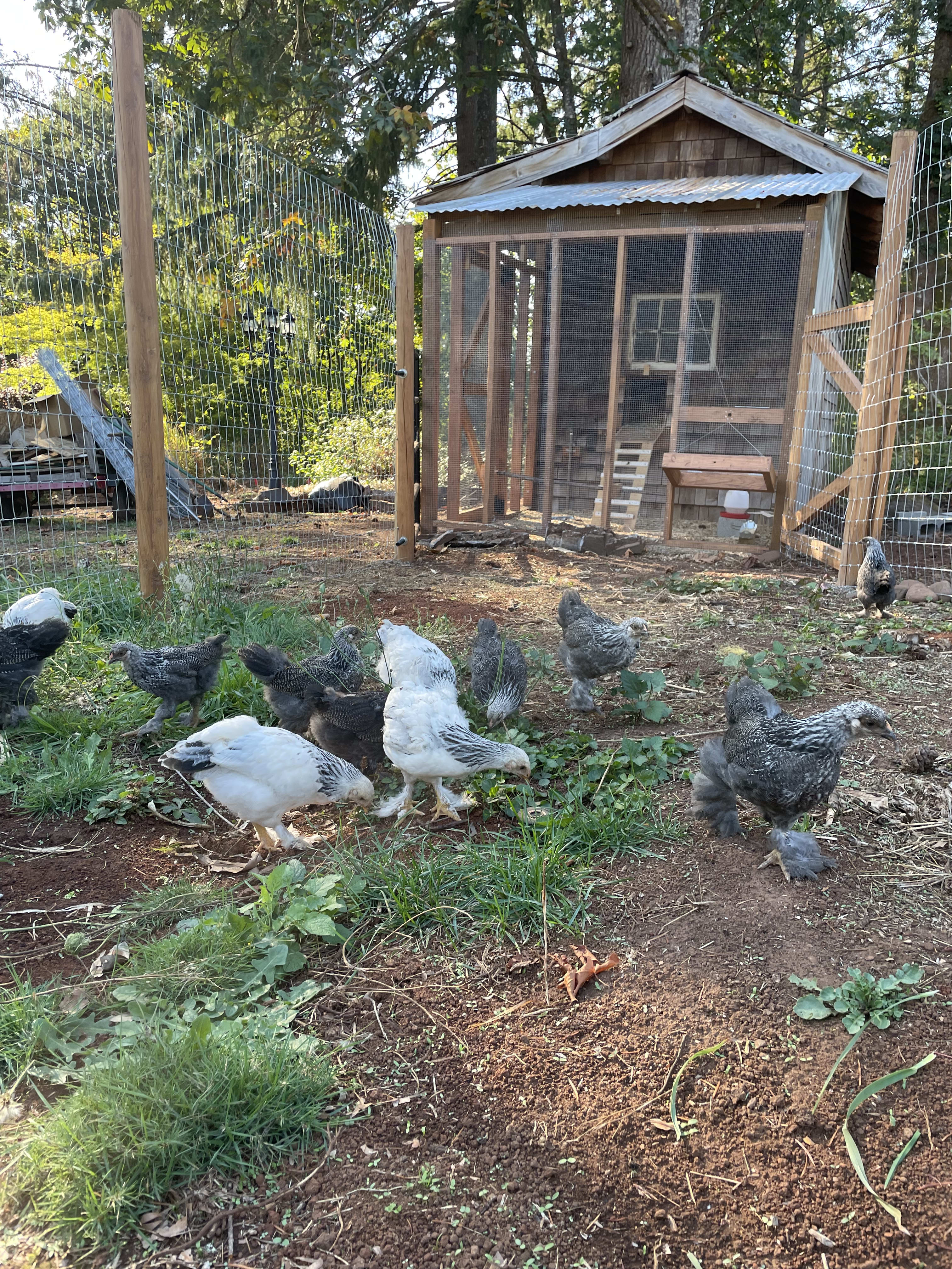 Baby chicken day!!!!