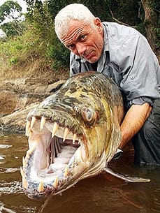 Tigerfish