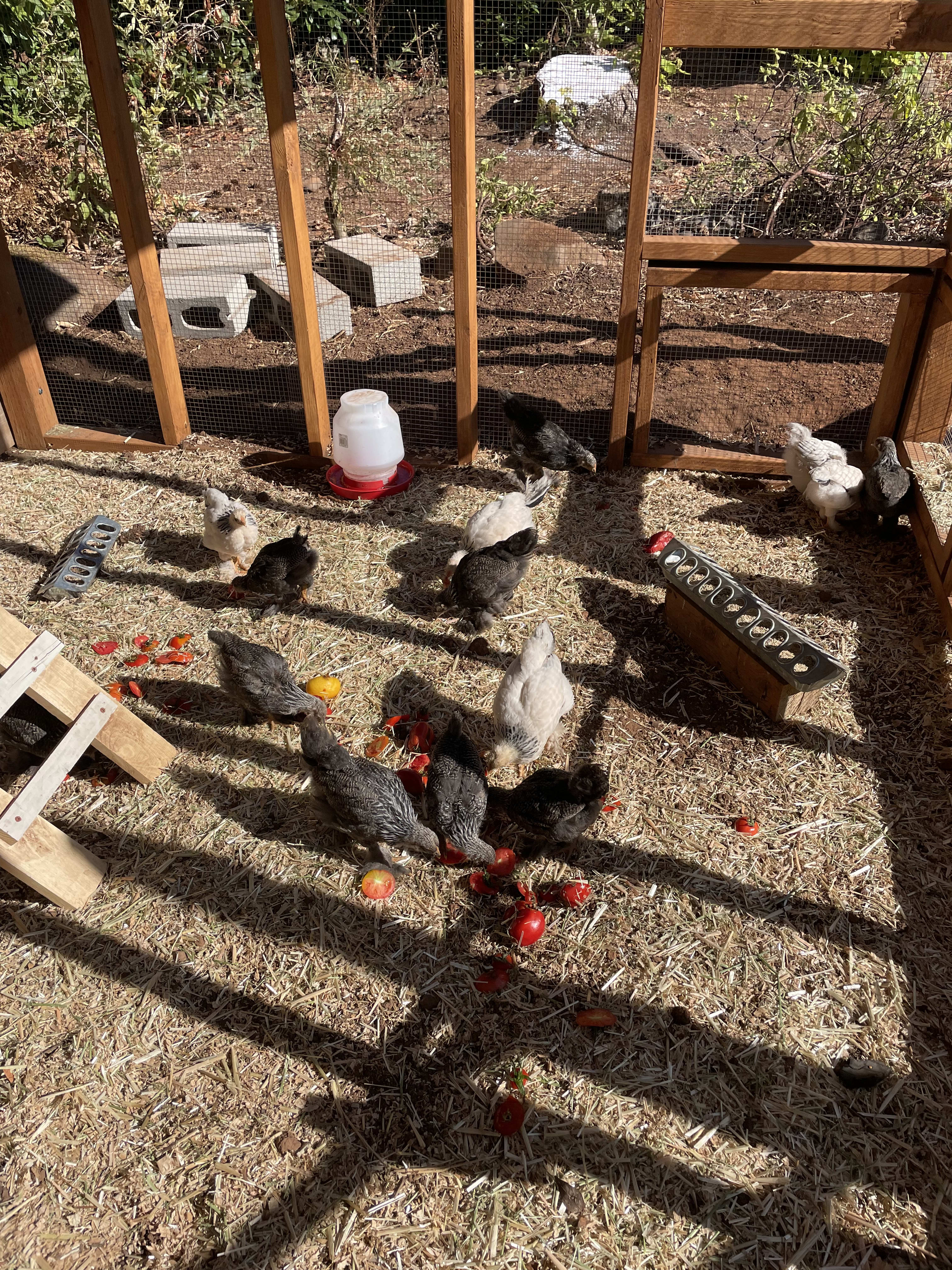 Baby chicken day!!!!