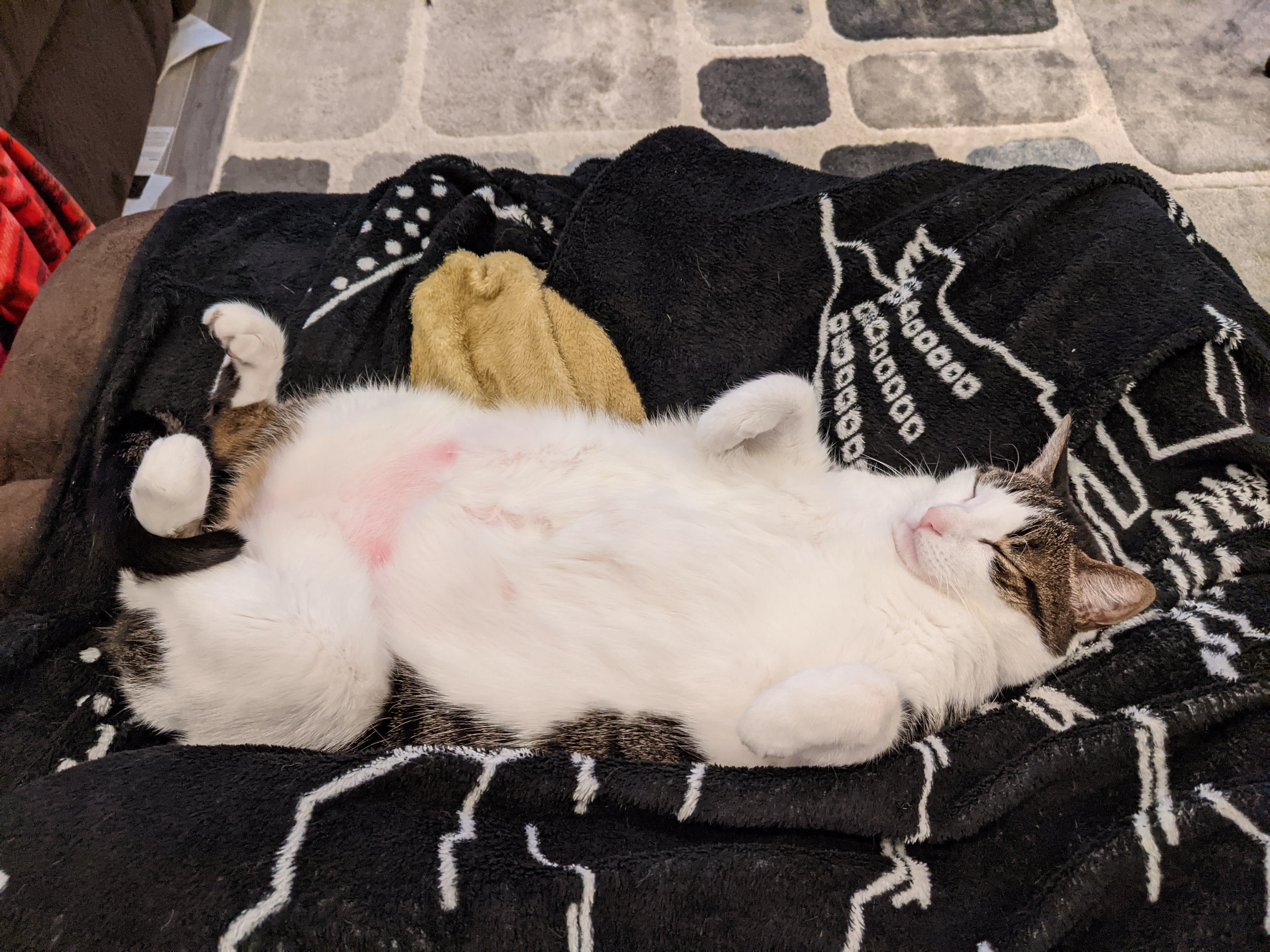 Luna hogging the recliner