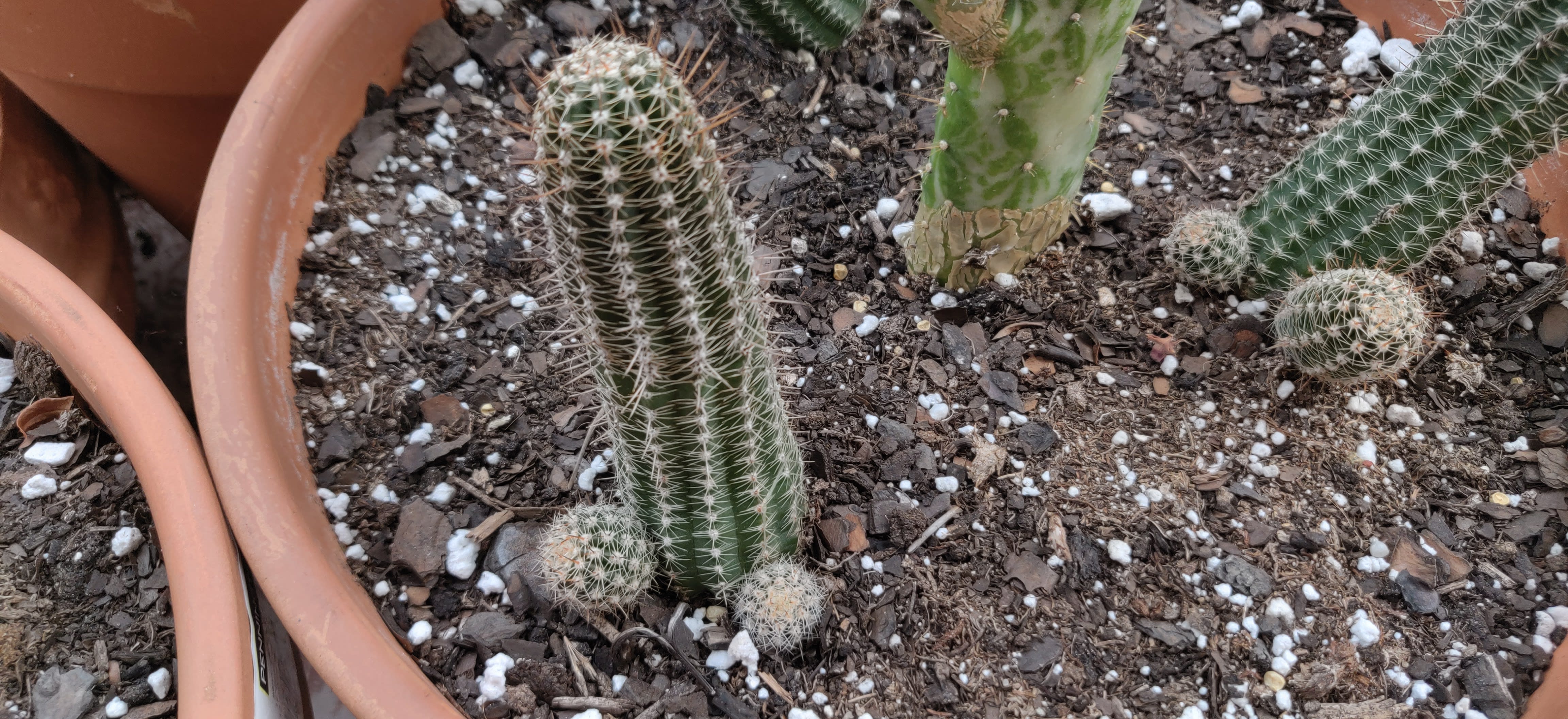 Cocktus