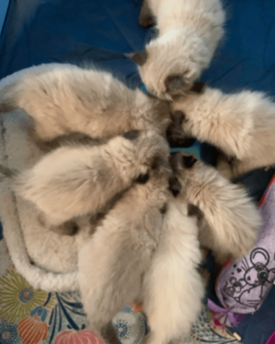 the entire litter and only one male