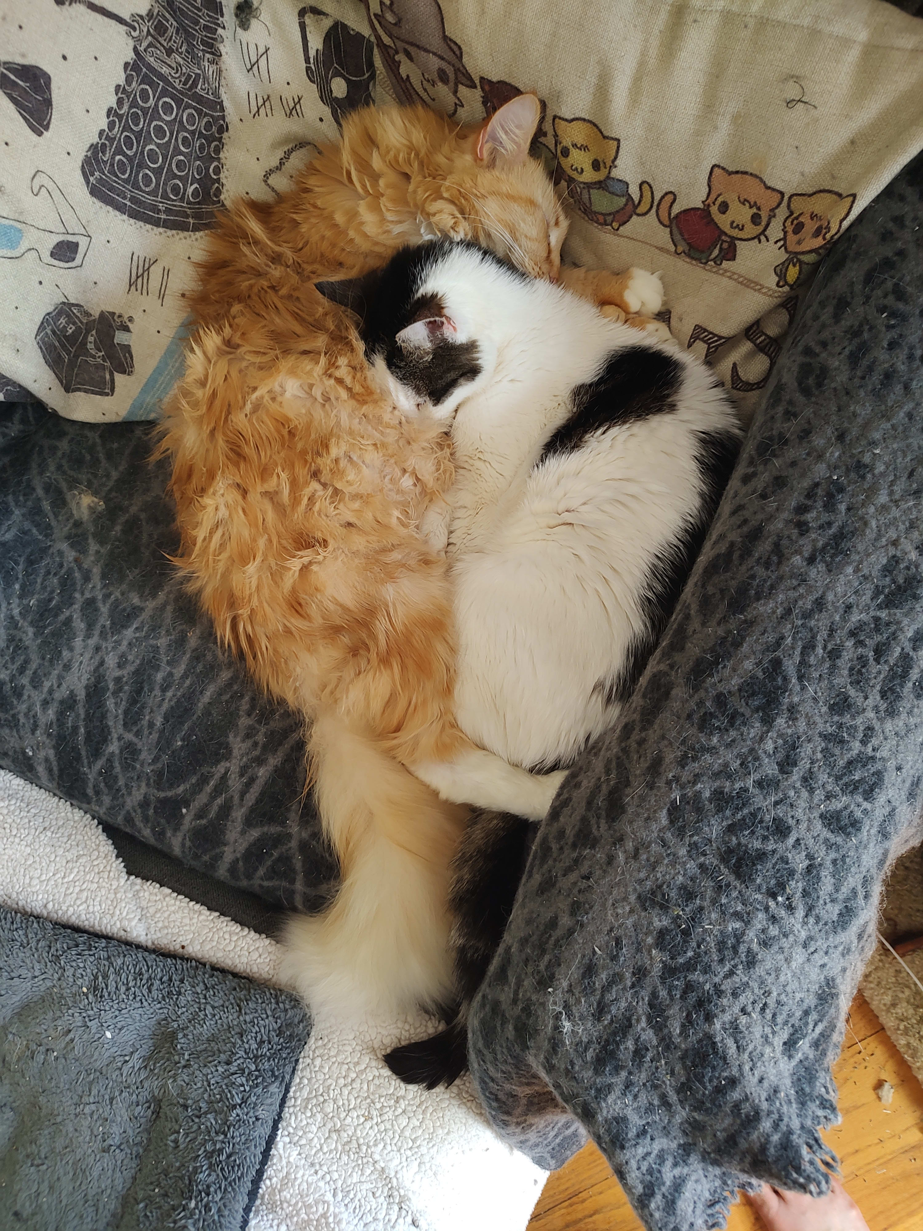 very fluffy cuddles