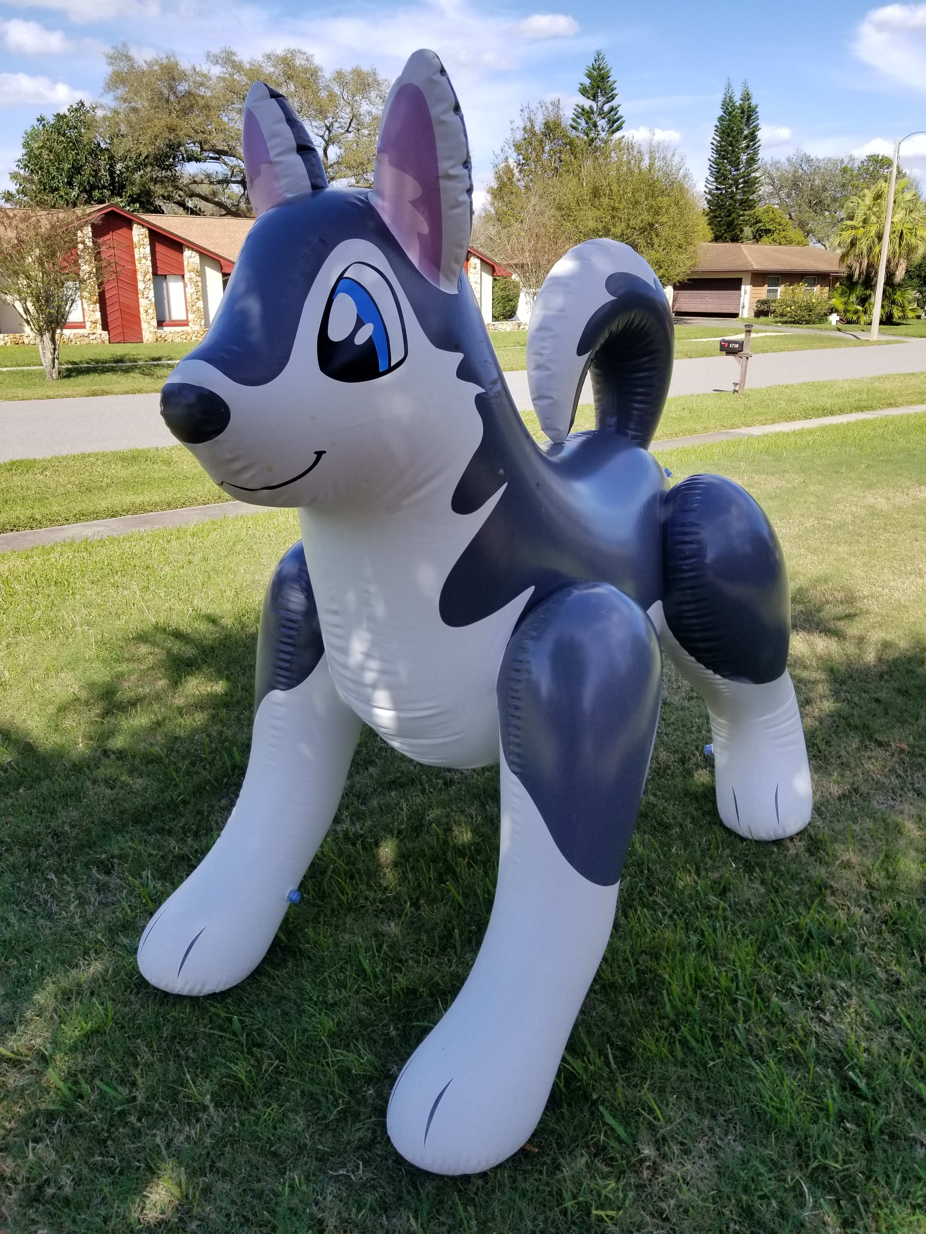 Shasta the blow up husky
