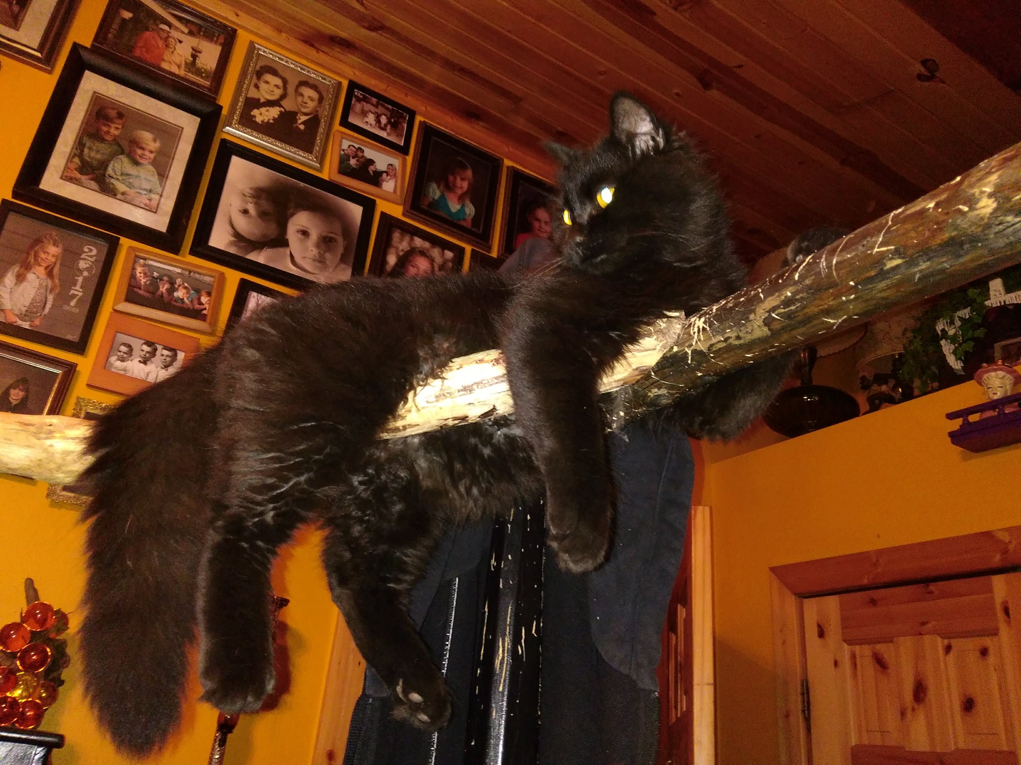 My sweet Davey! He is the sweetest kitty I have ever known. :heart: 