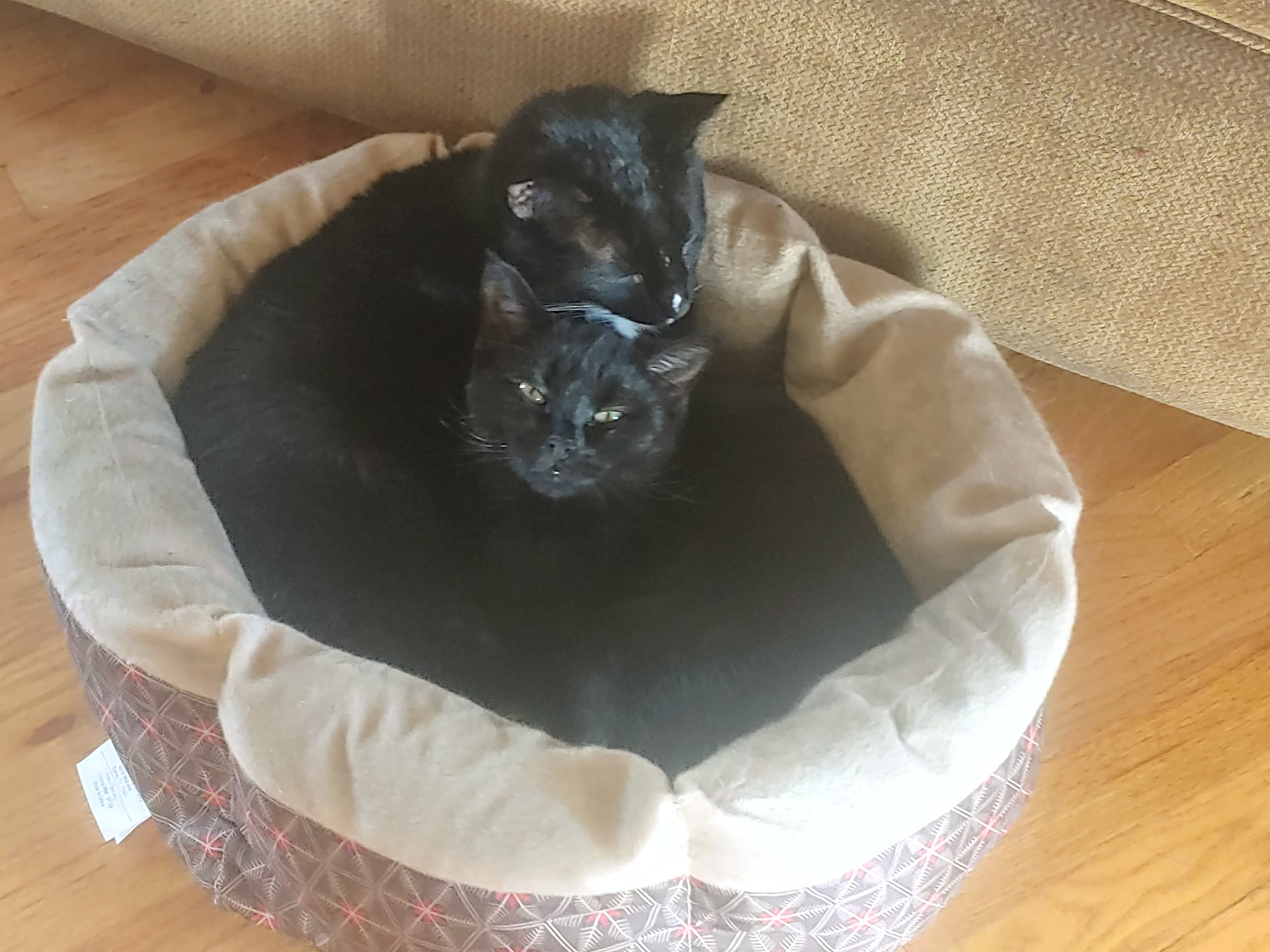 they disapprove of my thermostat setting which has finally convinced them to use the bed