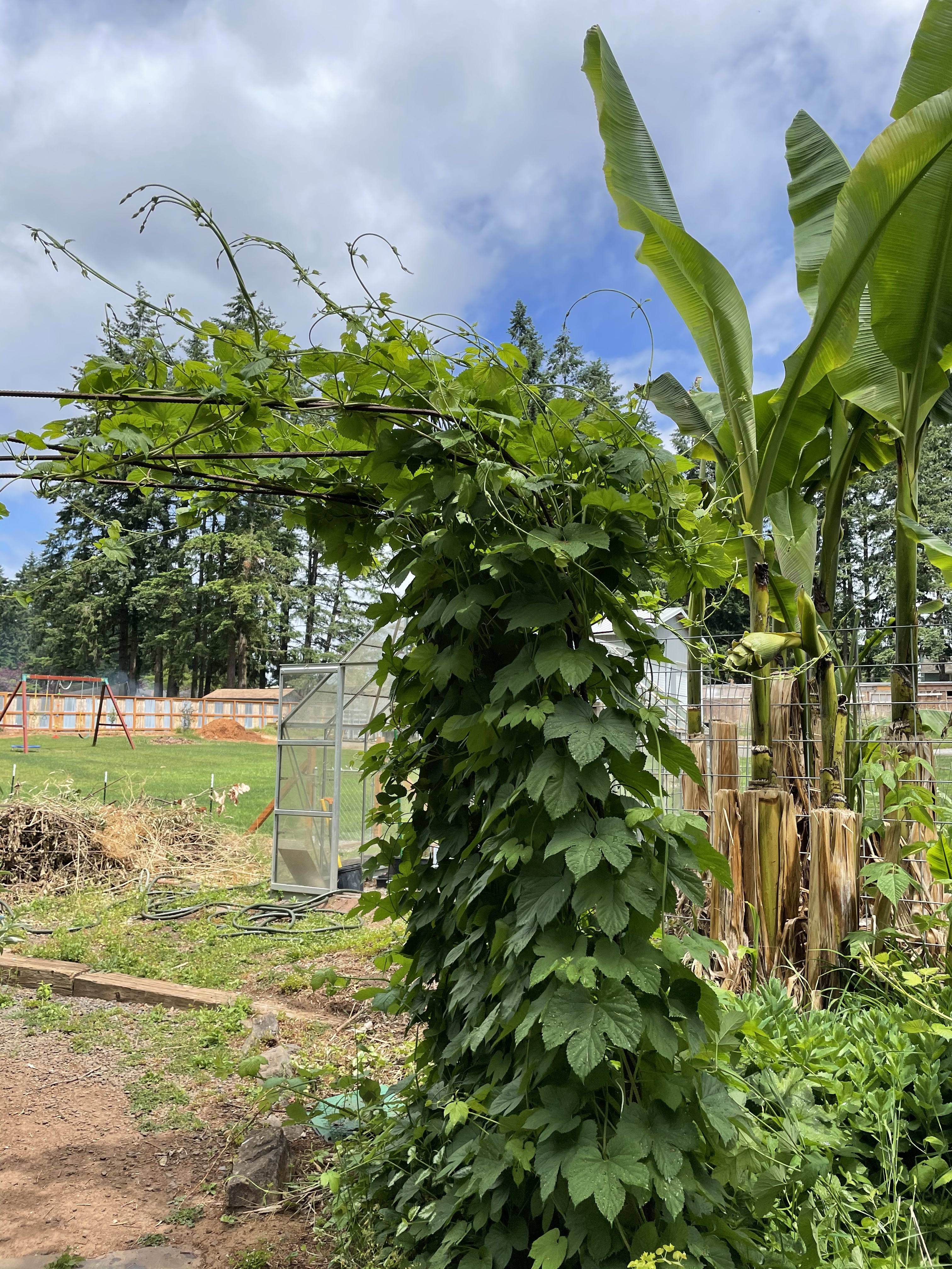 hop hop tithe hippity hops