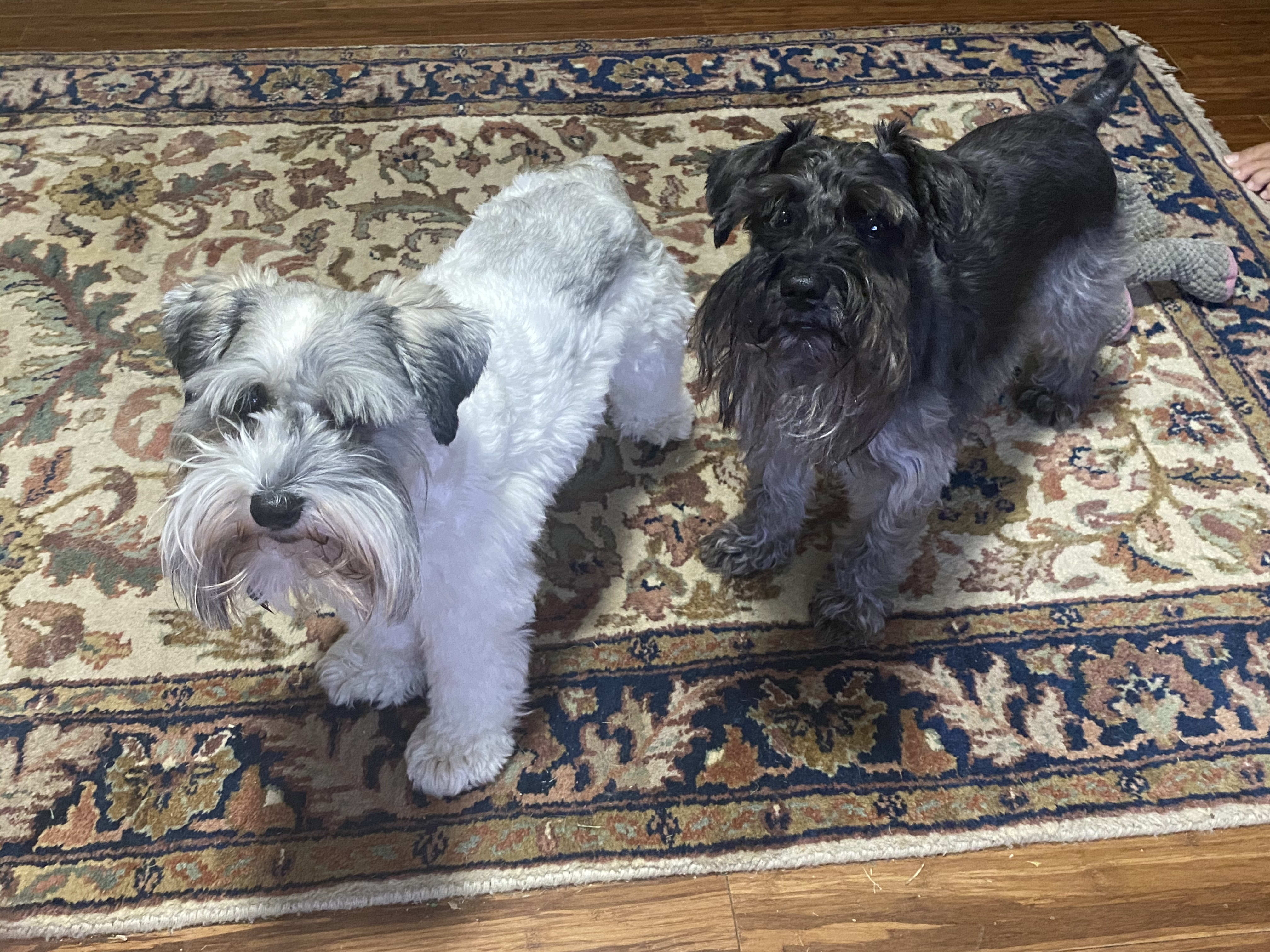 another picture of my dogs Nike and Barkley 