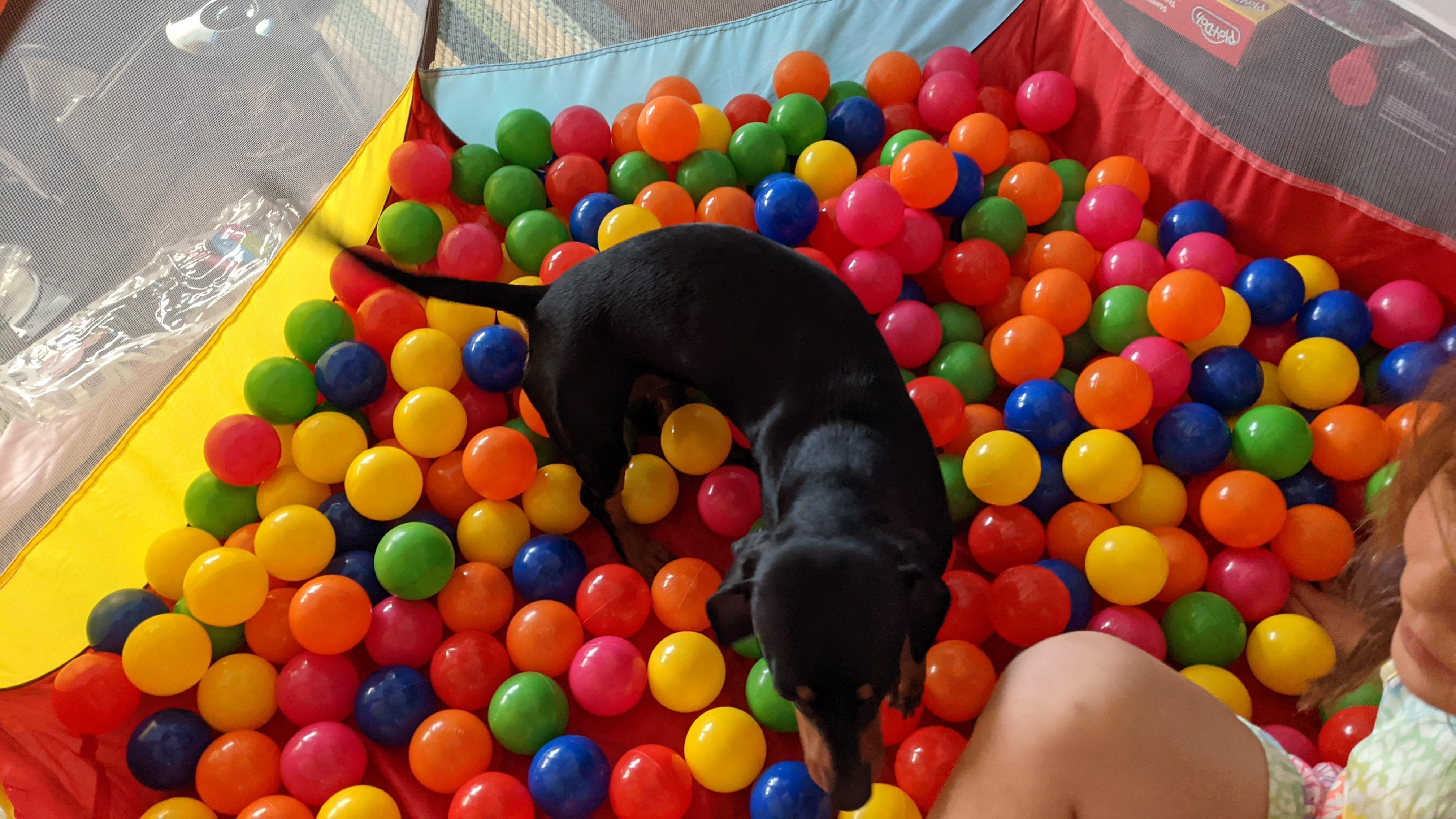Ball pit with a sausage dog in it!