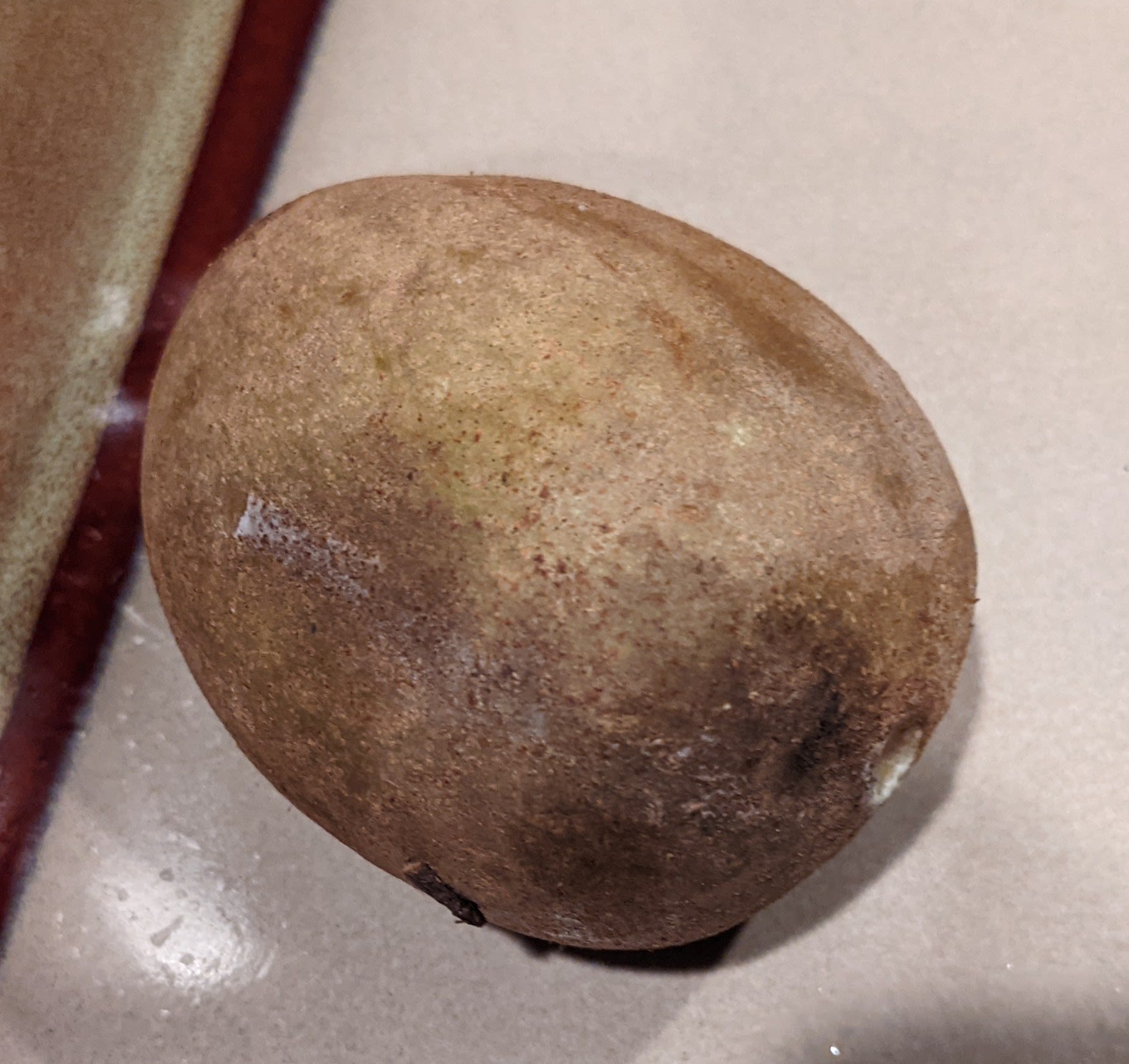 Sapodilla