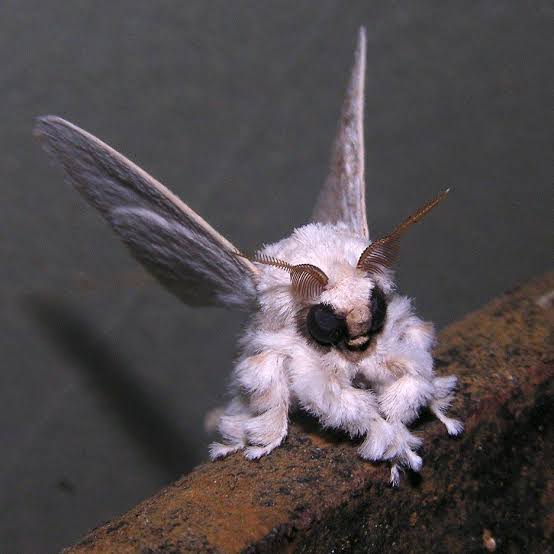 MOTH
