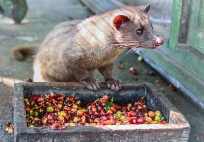 Civet cat with coffee cherries