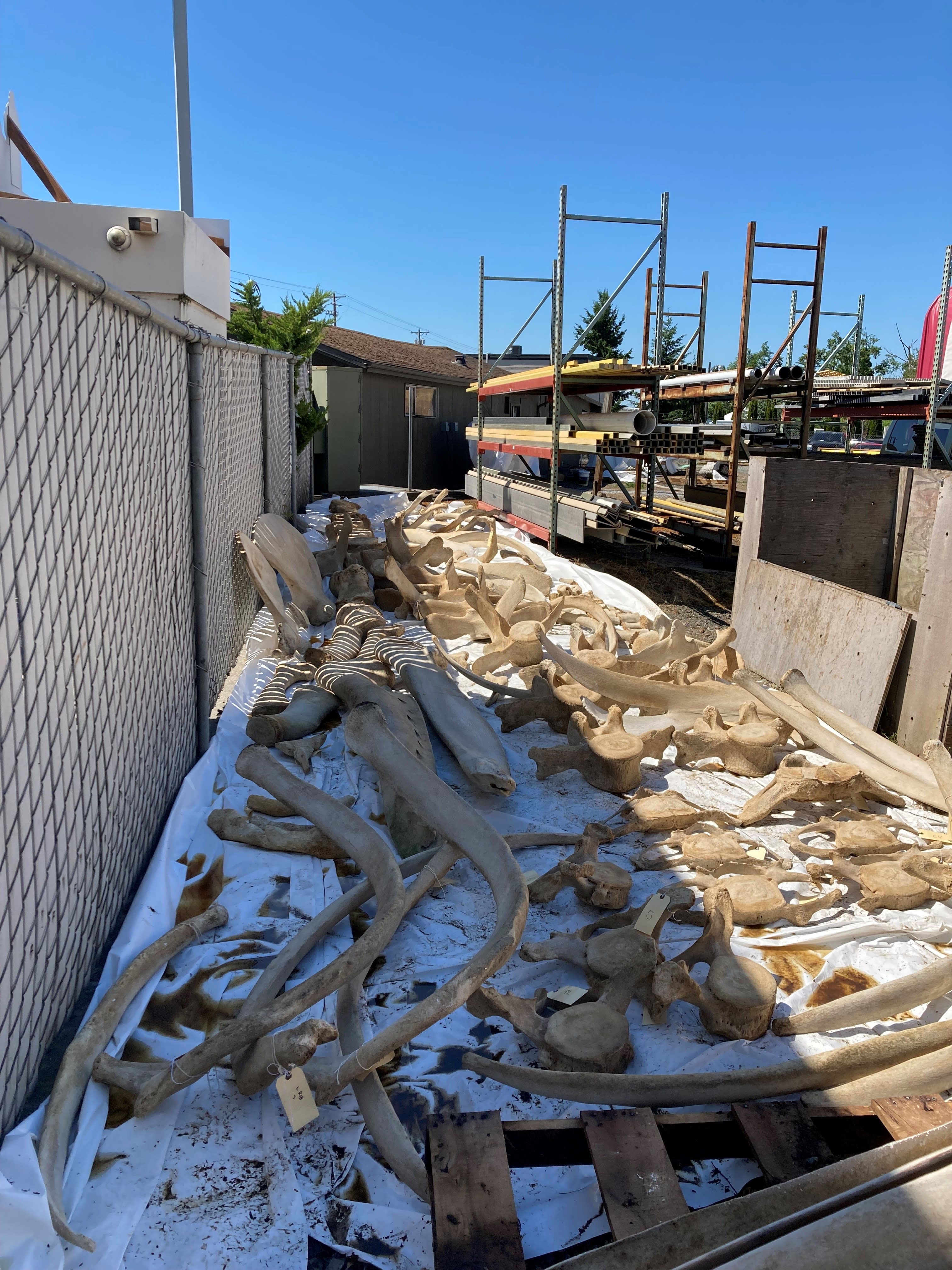 whale bones