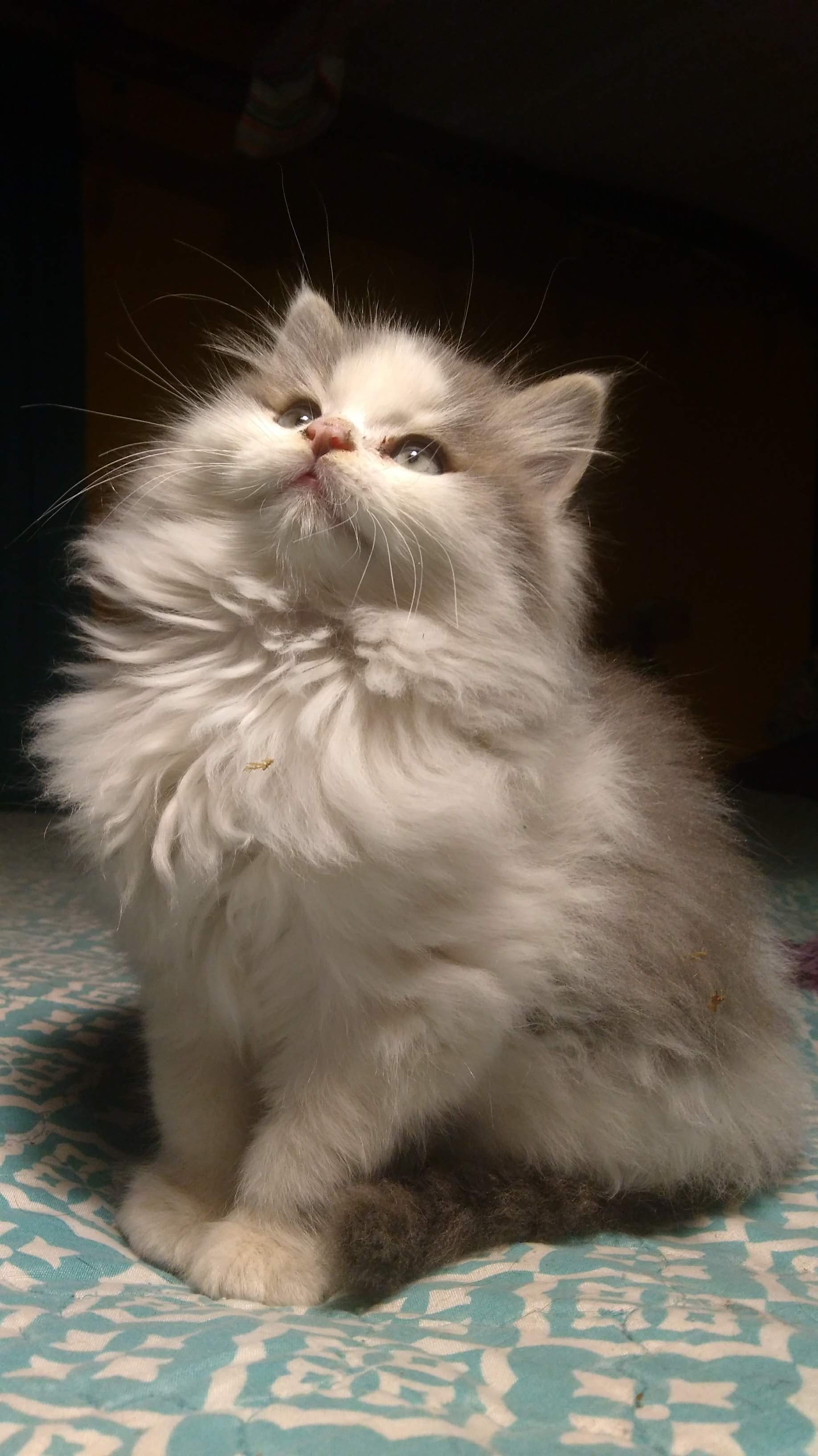 Such a sweet boy!:cat2: 