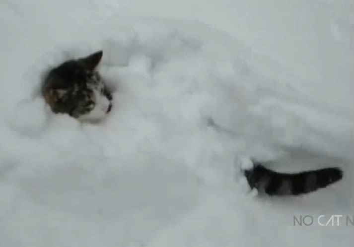 snow cat