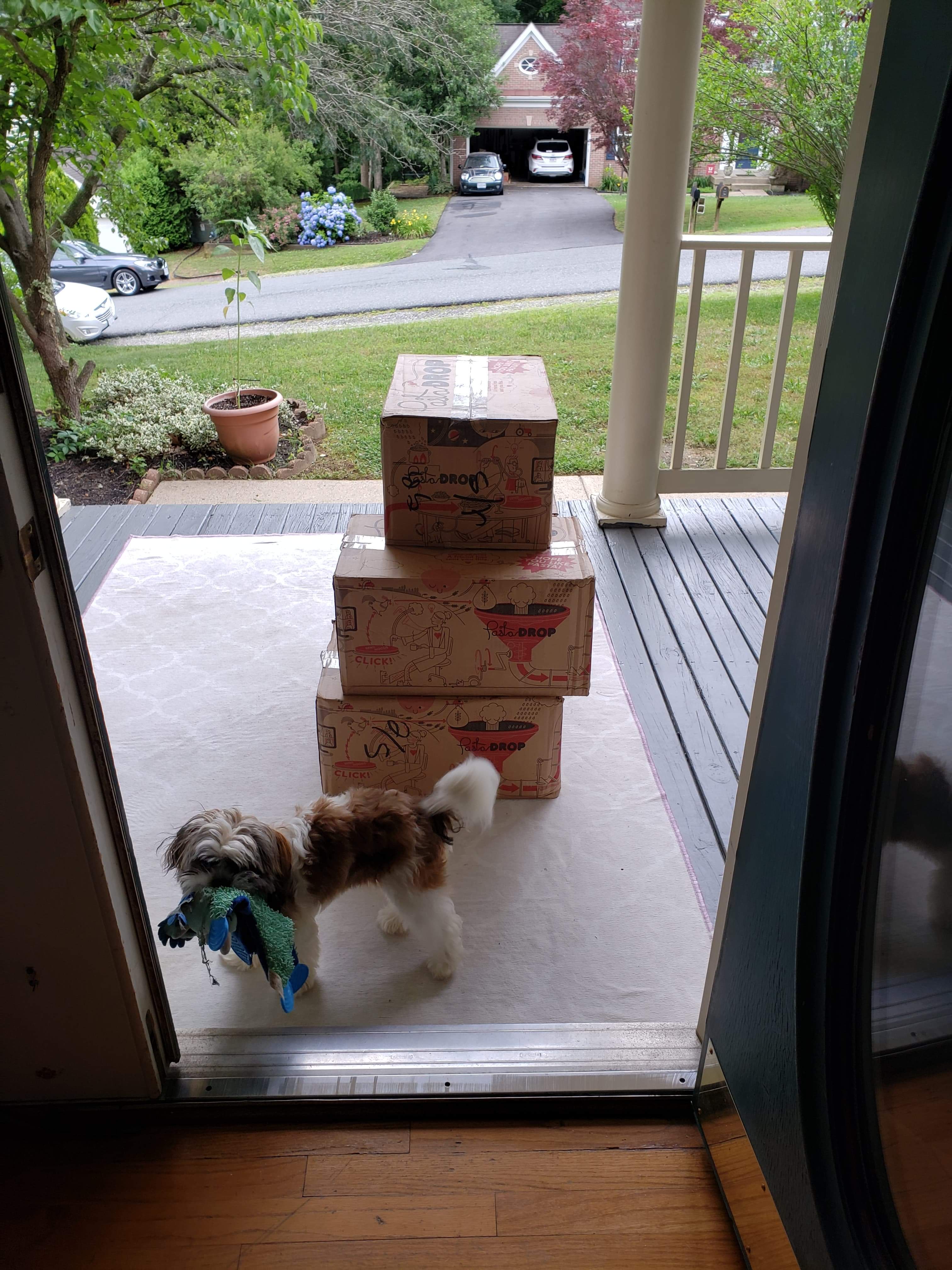 dogs don't care about pasta, not one bit