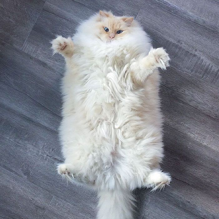 I'm not fat, I've a fluffy bone))