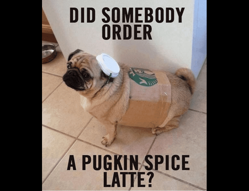 psl pug