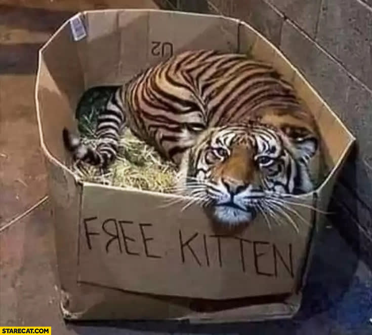 Free Kitten