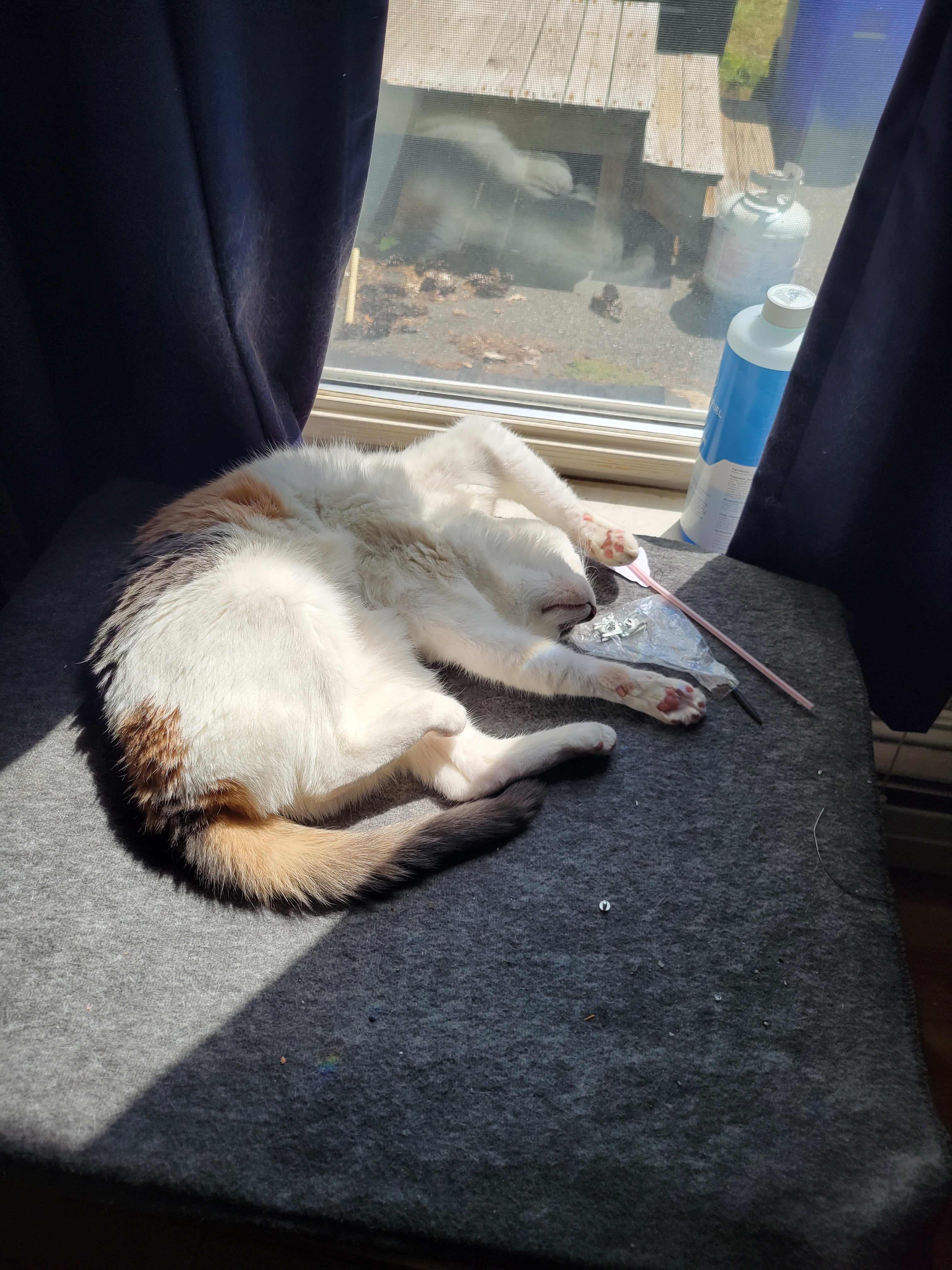 Sophie is a spoiled 11 year old cat