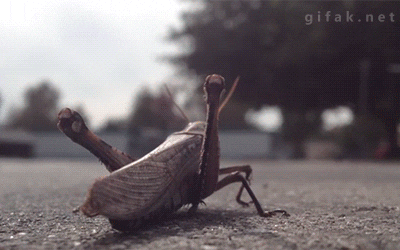 portable-bulbous-grasshopper