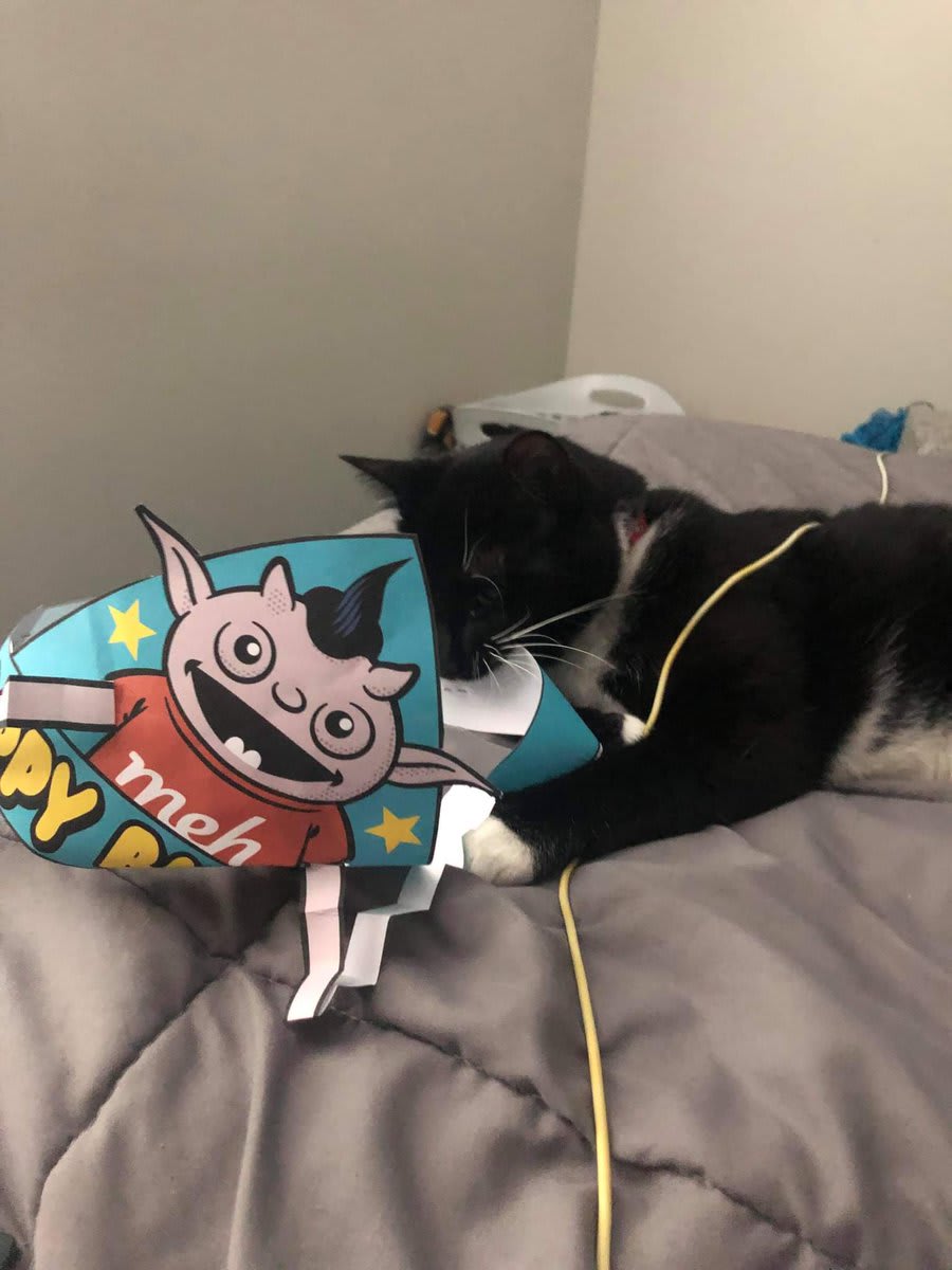 Bagheera eating hat.