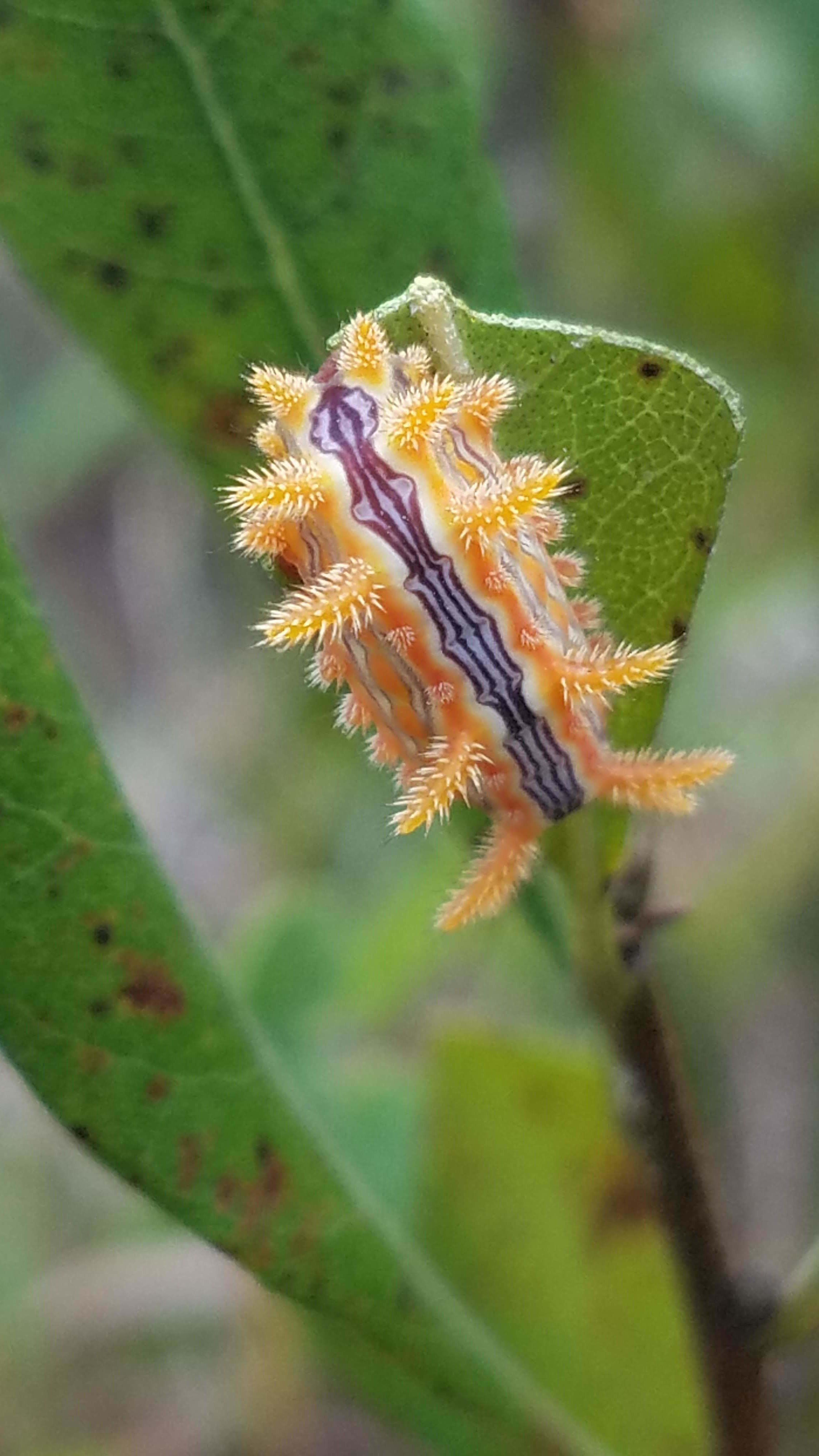 Stinging Rose Caterpillar Moth
Parasa indetermina