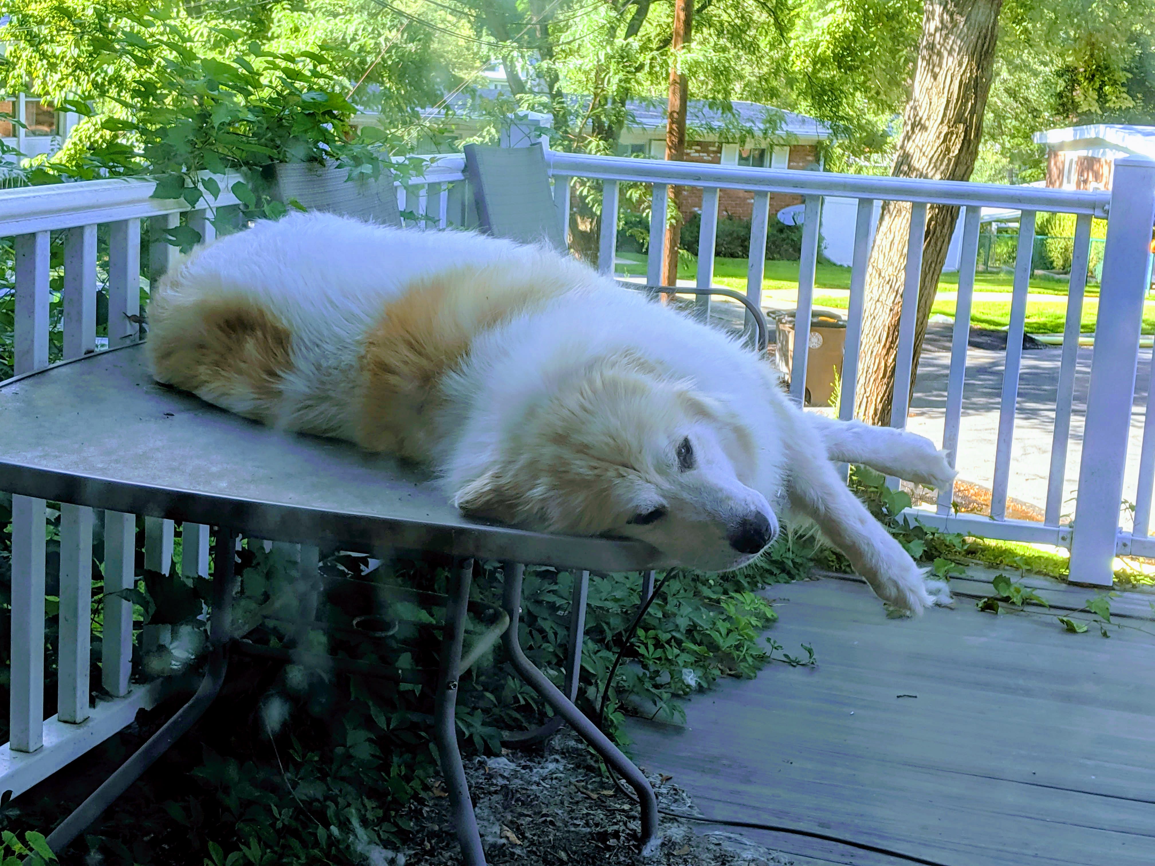 Grimbal loves his table