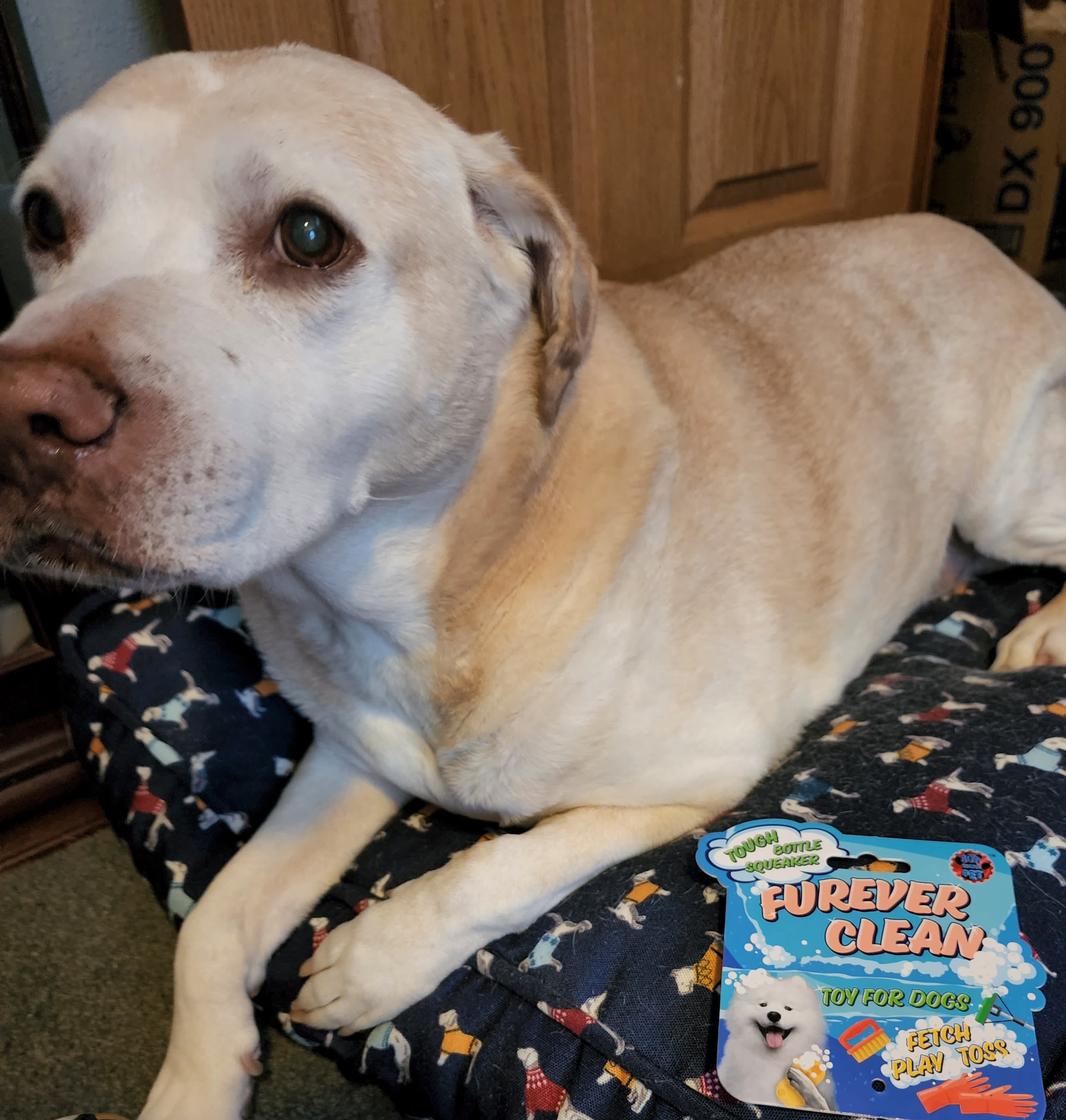 ol dog dissapointment