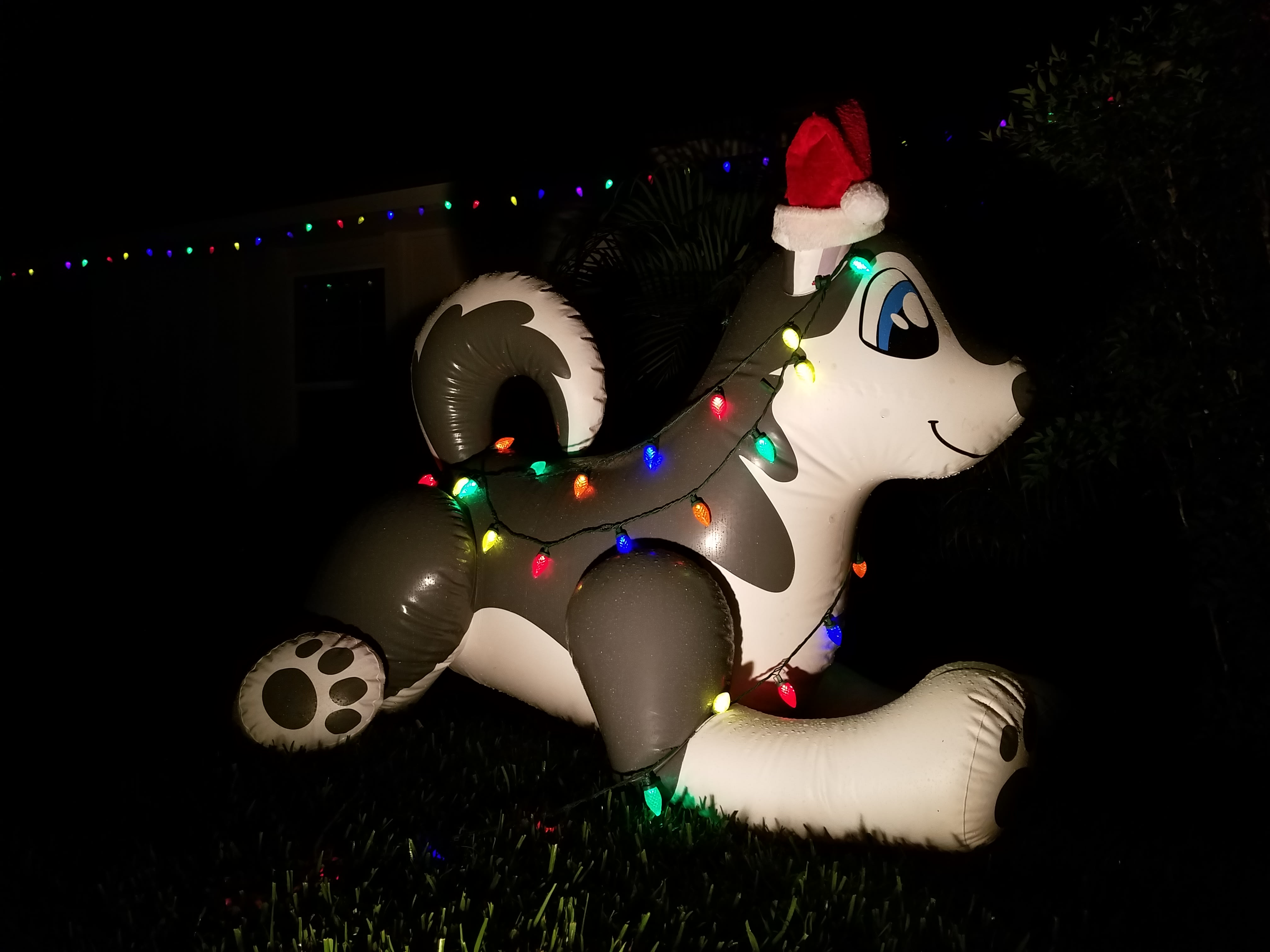 Shasta the husky decked out for Christmas