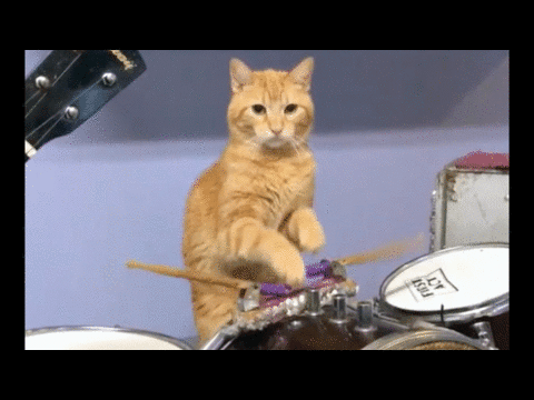cat drums