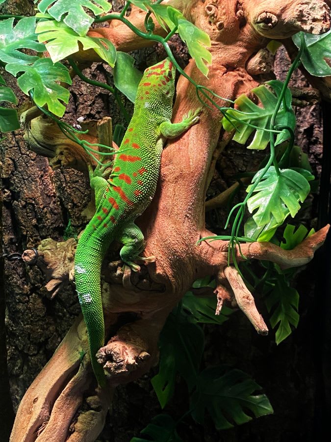 giant day gecko