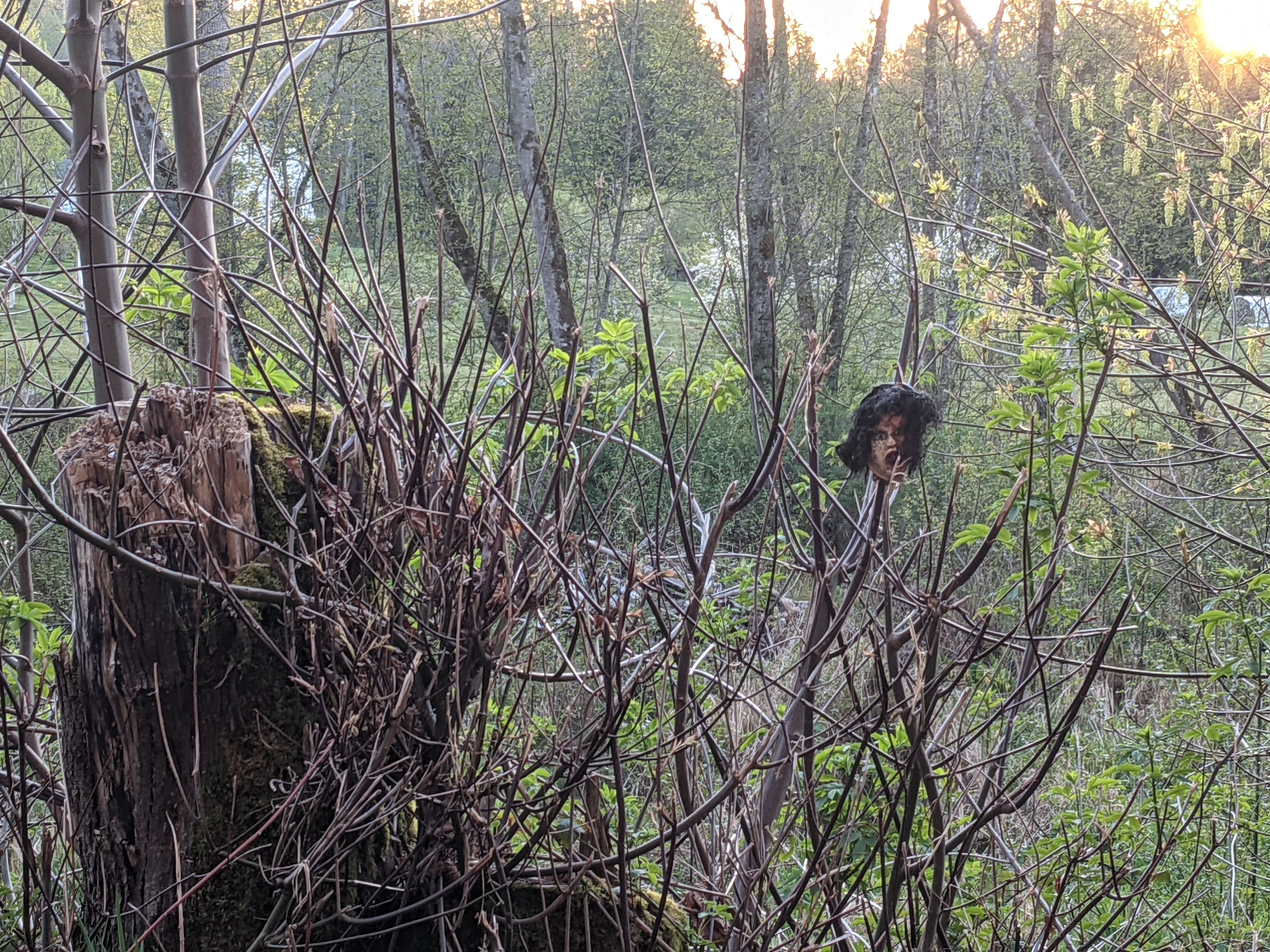 doll head on tree branch